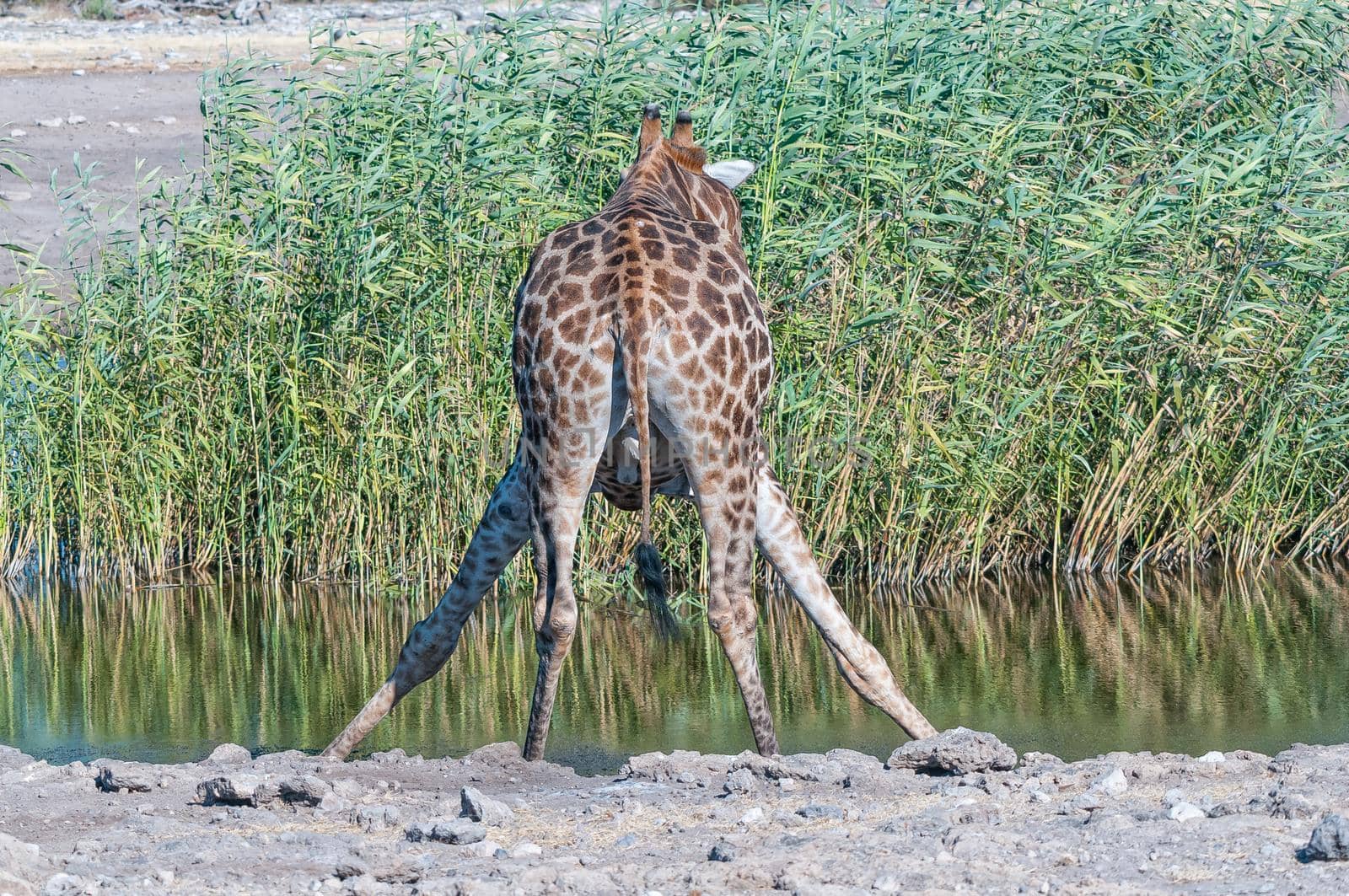 A namibian giraffe drinking water at a waterhole in northern Namibia
