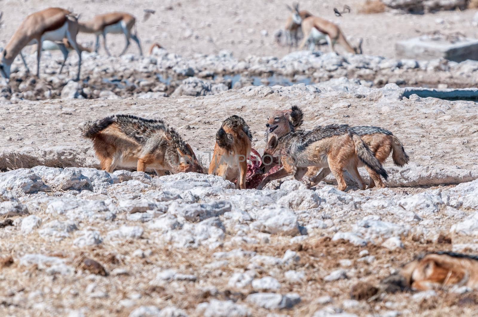 A pack of black-backed jackal, Canis mesomelas, feasting on a carcass