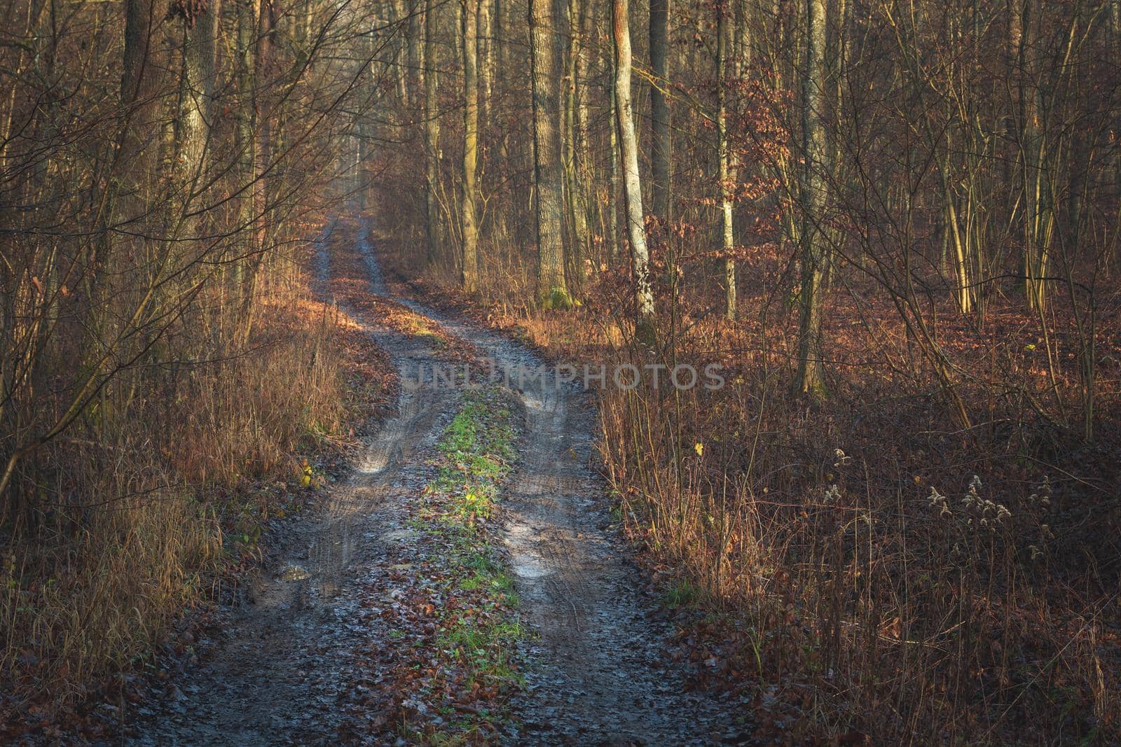 Dirt road through the brown forest, view on December day