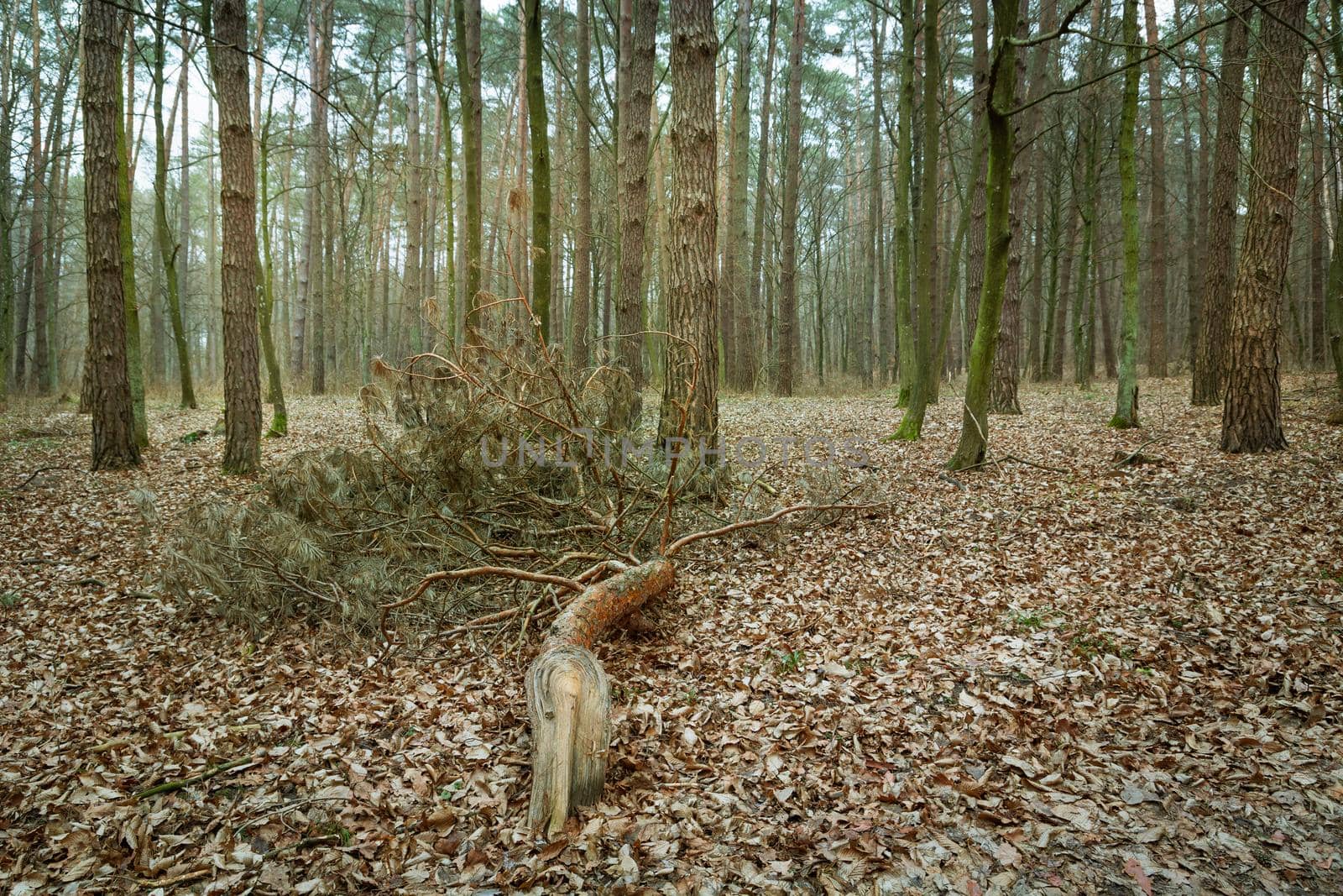 Broken branch in the forest, autumnal view by darekb22