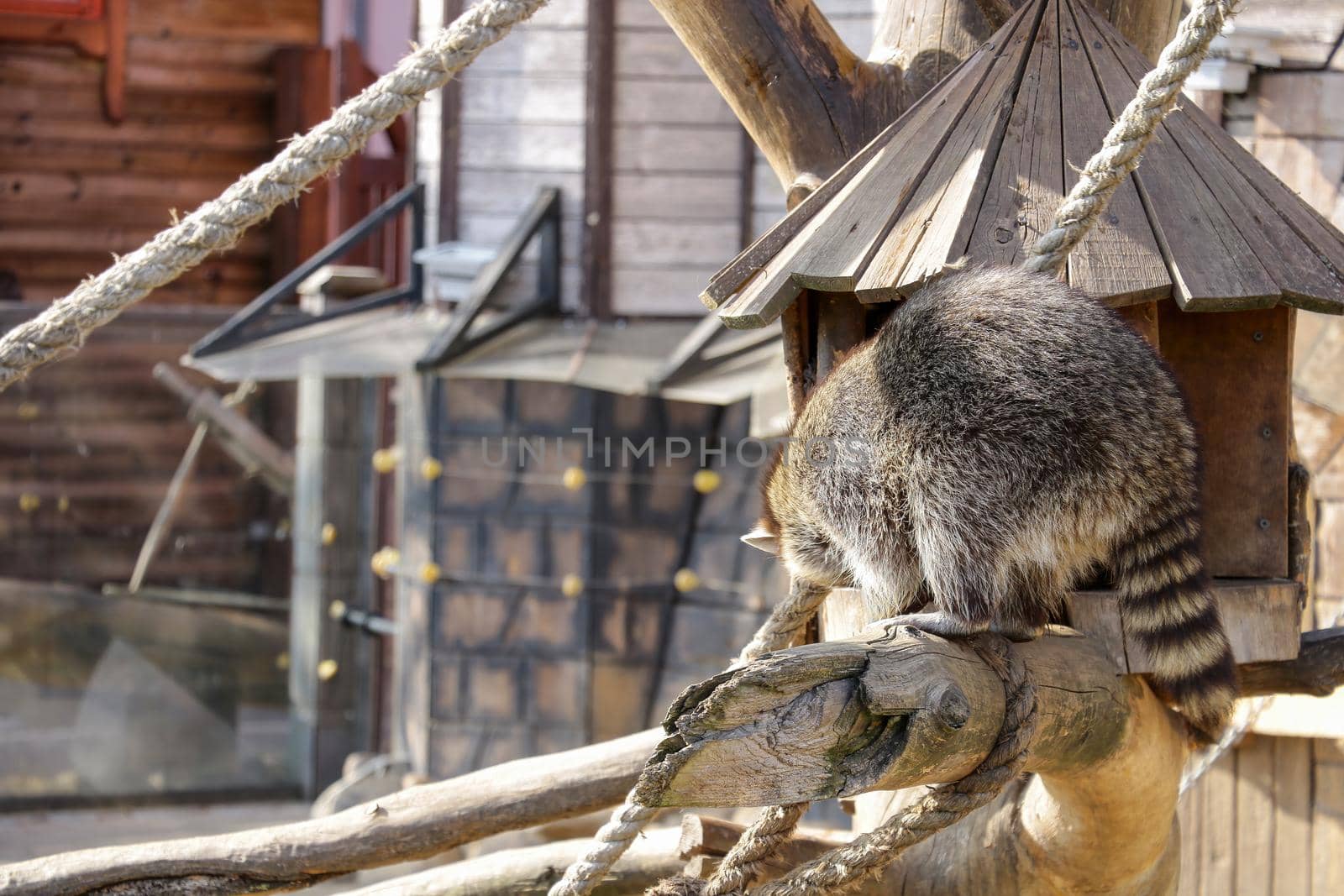 There is a raccoon on the tree. Close-up