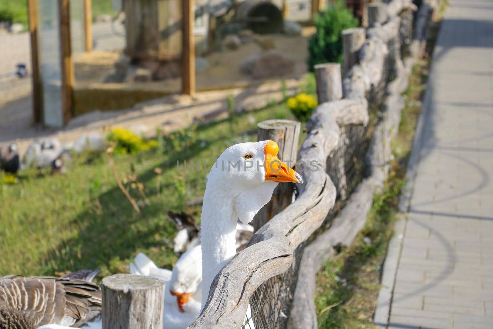 Close-up of a white goose looking out of the countryside