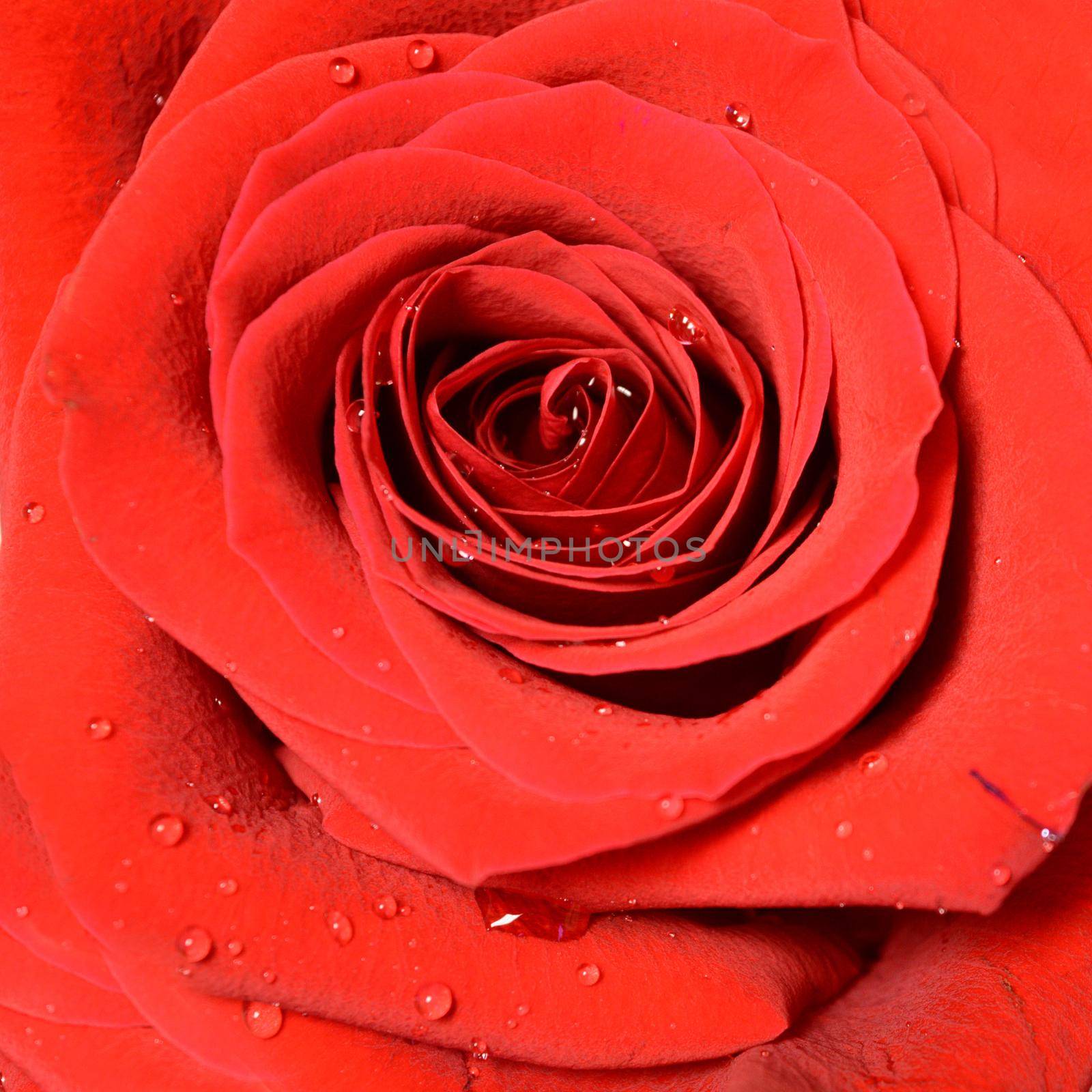 A full frame macro of a red rose with dew droplets on its soft petals.