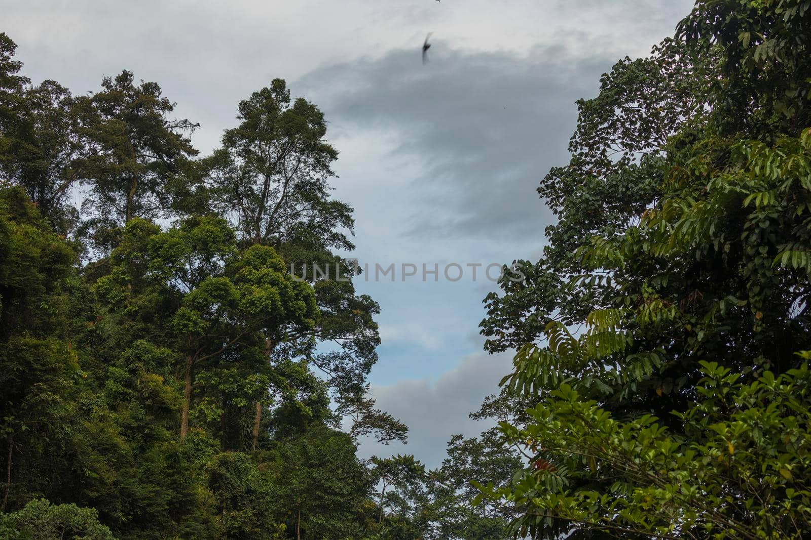 Jungle in Sumatra, Gunung Leuser National Park by alvarobueno