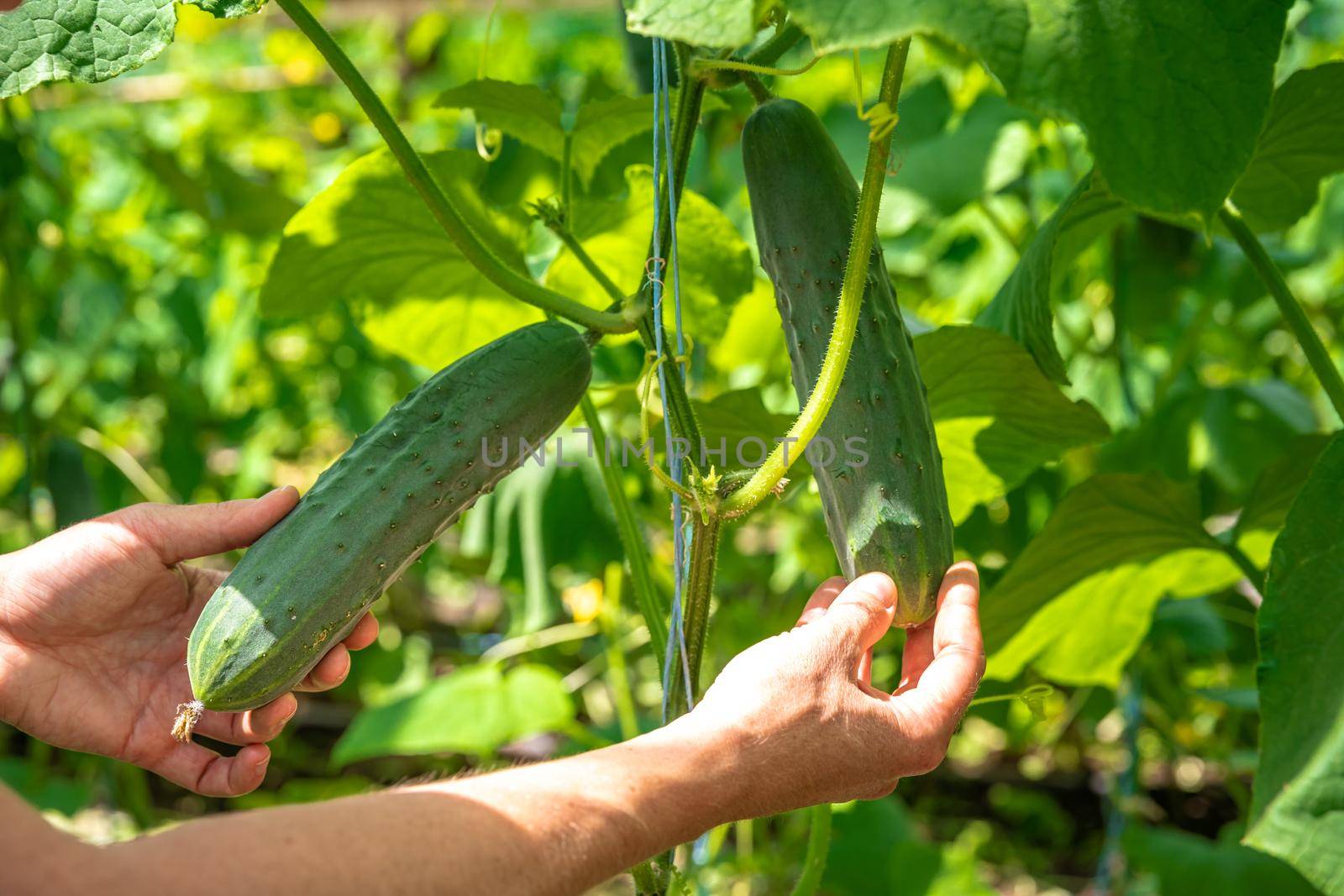 green cucumbers grown in a greenhouse on an organic farm.