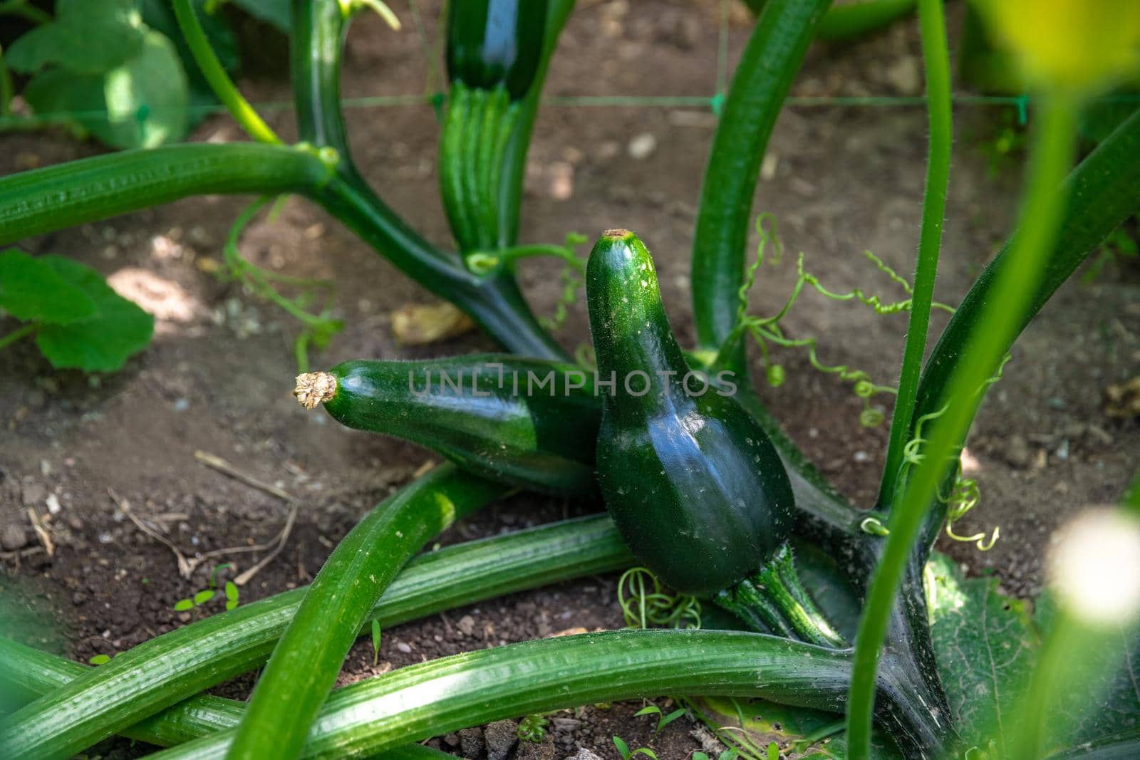 zucchini in the greenhouse for organic farms.