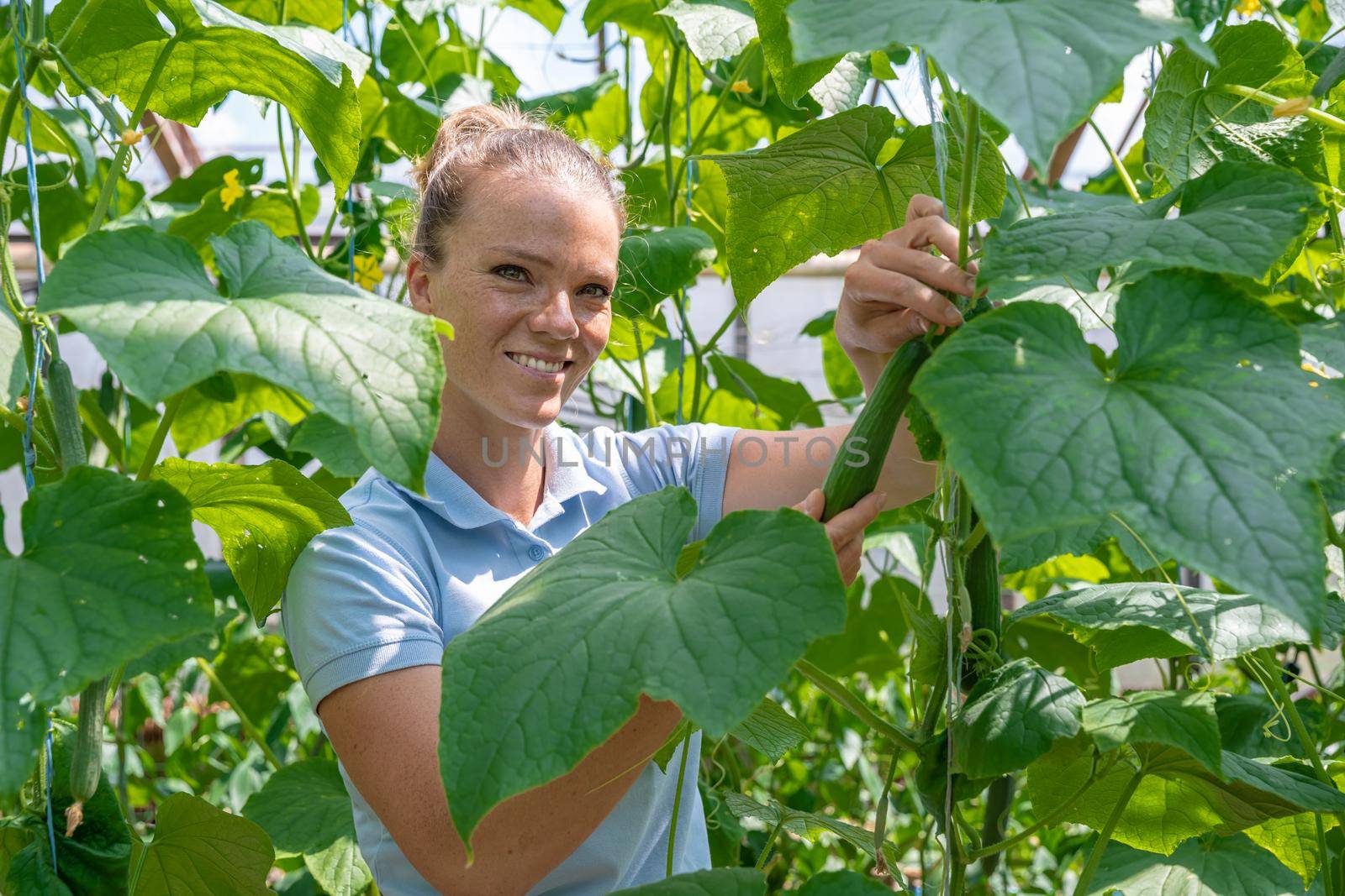 A farmer inspects a crop of cucumbers in a greenhouse on an organic farm.