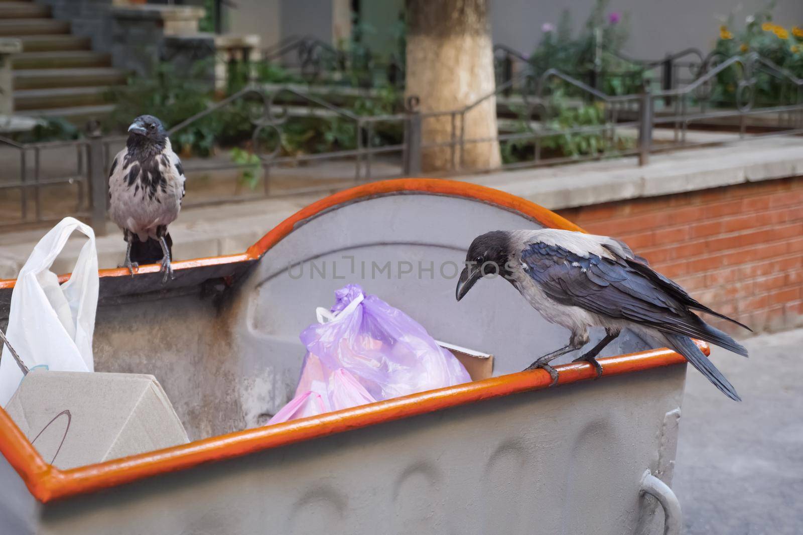 Raven and City. Bird on Garbage. Waste is Food for Animals. Crows on Waste. Animals in the Rubbish. Birdlife City. City Birds Looking for Food. Crow on Garbage.Problem of Trash Bird. Sitting on Trash. by synel