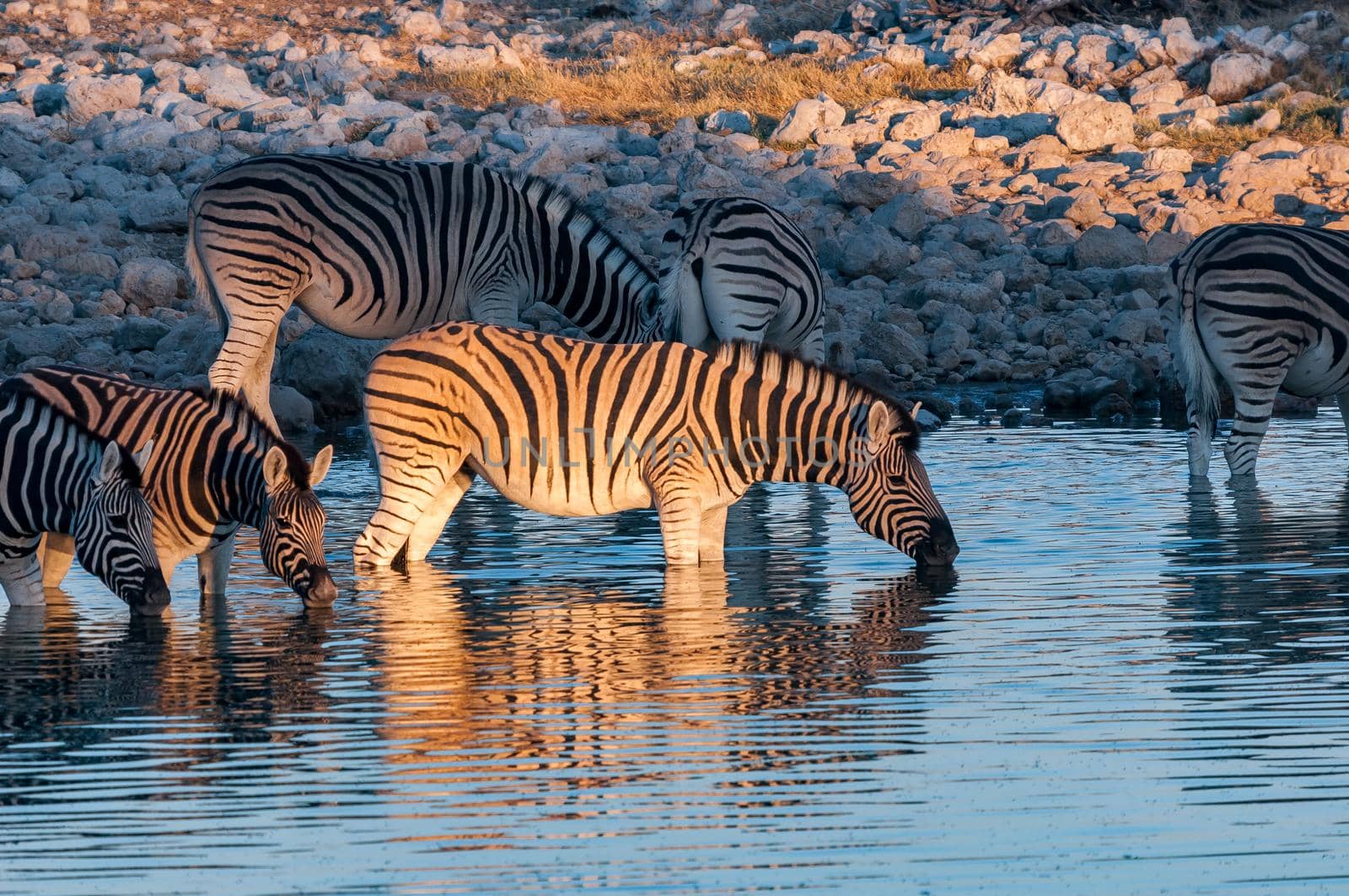 Burchells zebras drinking in a waterhole in northern Namibia
