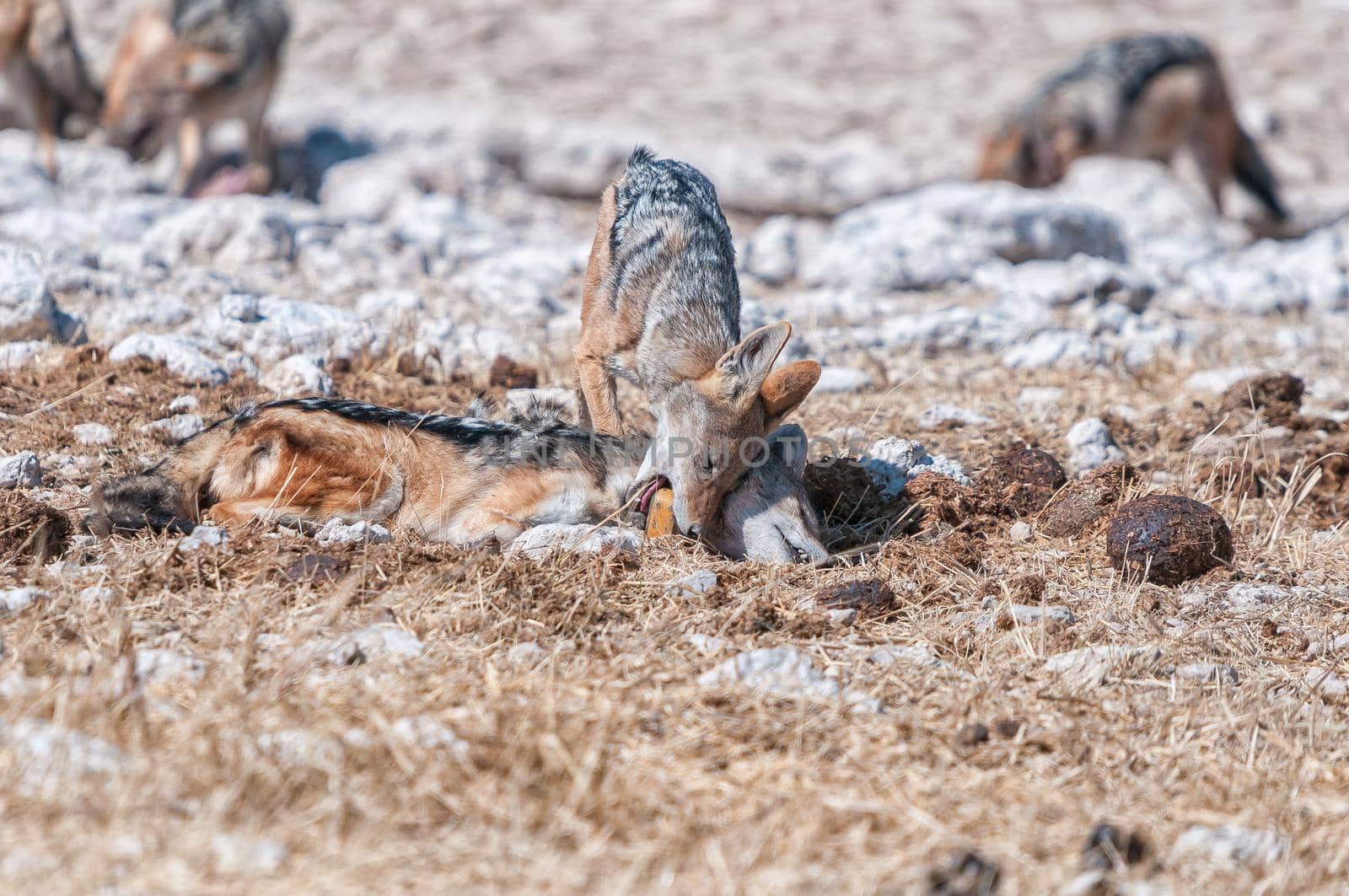 A dead black-backed jackal, Canis mesomelas, with another jackal biting its tracking collar
