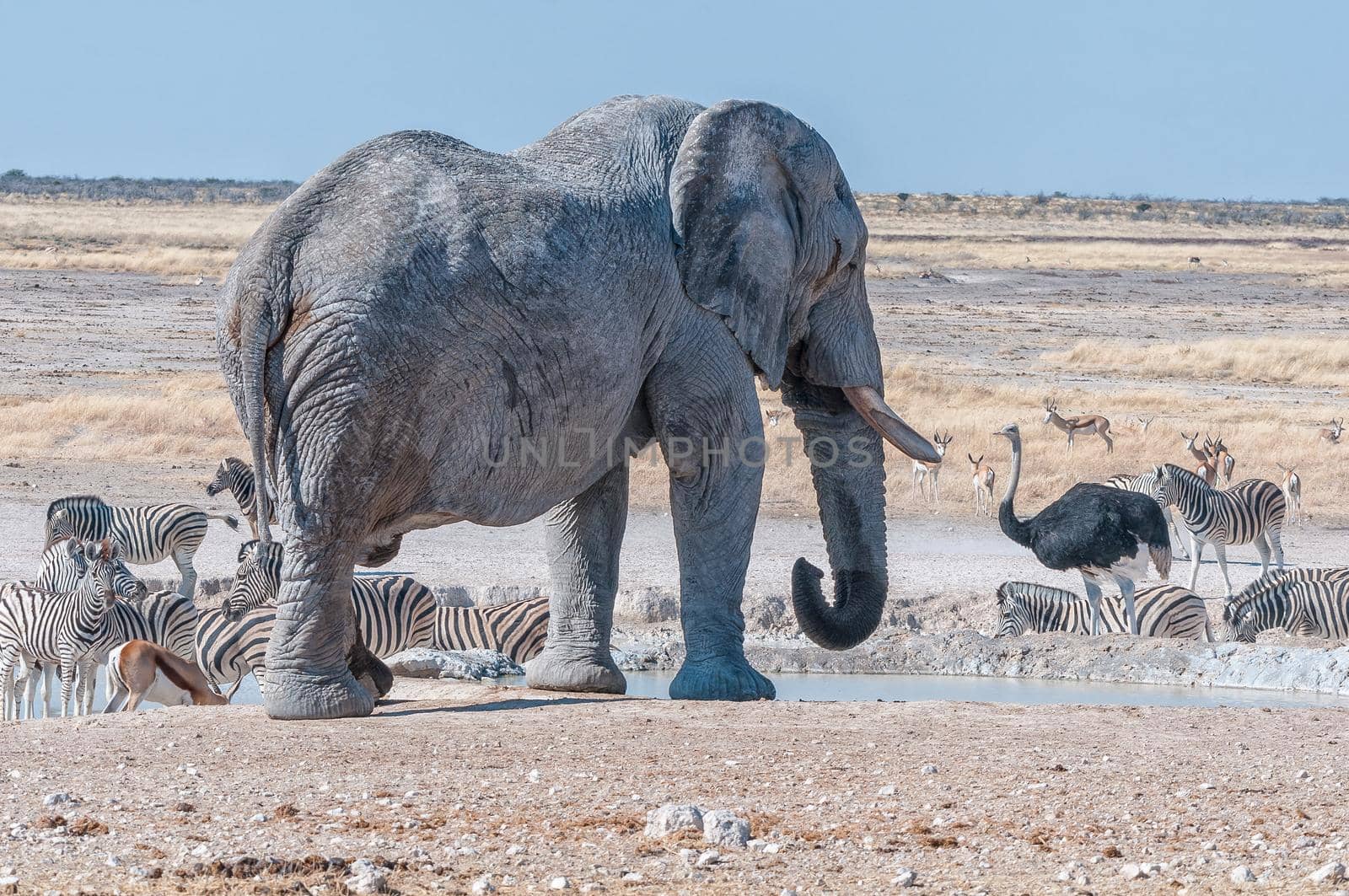 An african elephant drinking water at the Nebrownii waterhole in northern Namibia. Burchells zebras, springbok and a male ostrich are visible
