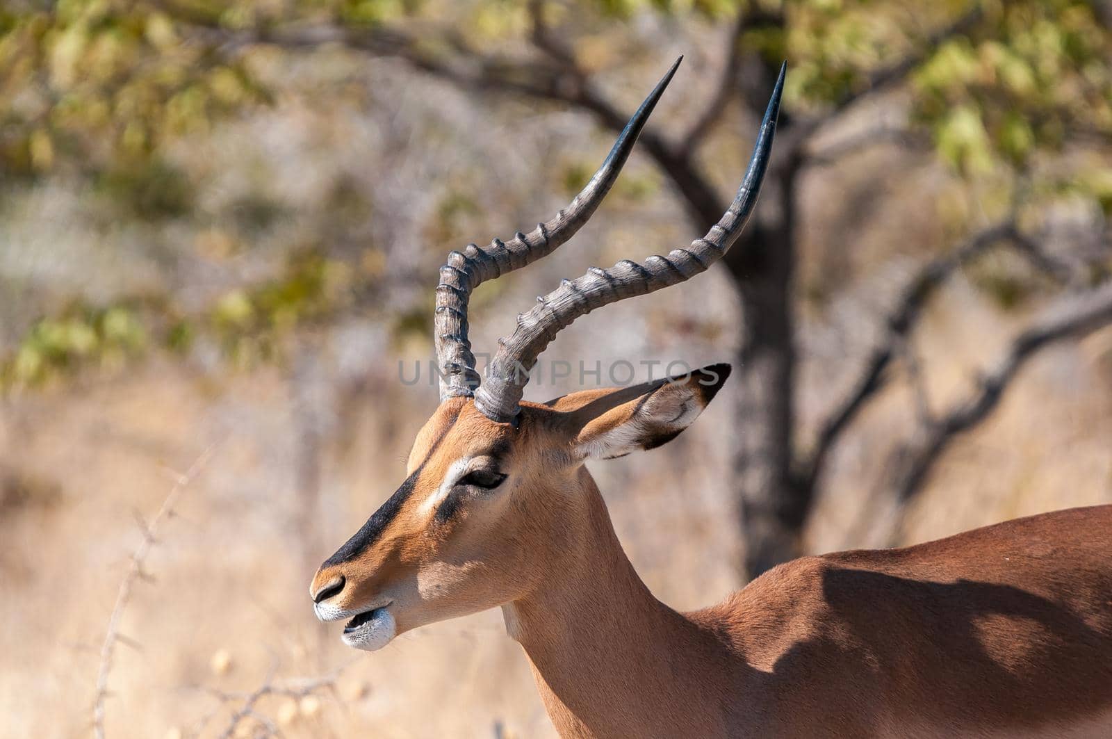 Close-up of the head of a black-faced impala ram in northern Namibia