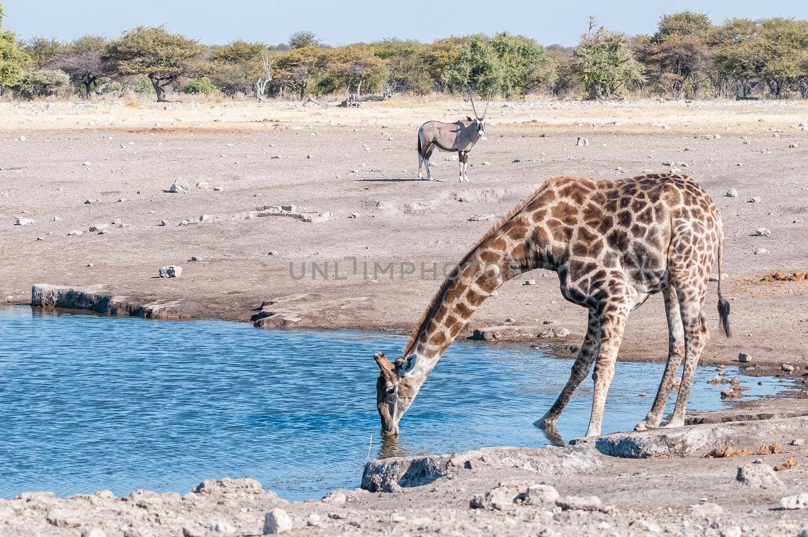 A namibian giraffe drinking water with an oryx watching in northern Namibia