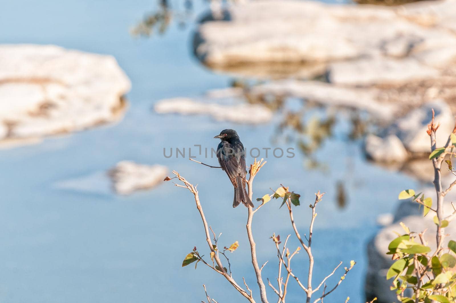 A Fork-tailed Drongo, Dicrurus adsimilis, on a twig at a waterhole in northern Namibia