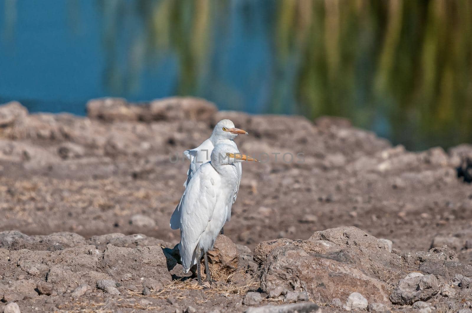 Two cattle egrets, Bubulcus ibis, at a waterhole in northern Namibia