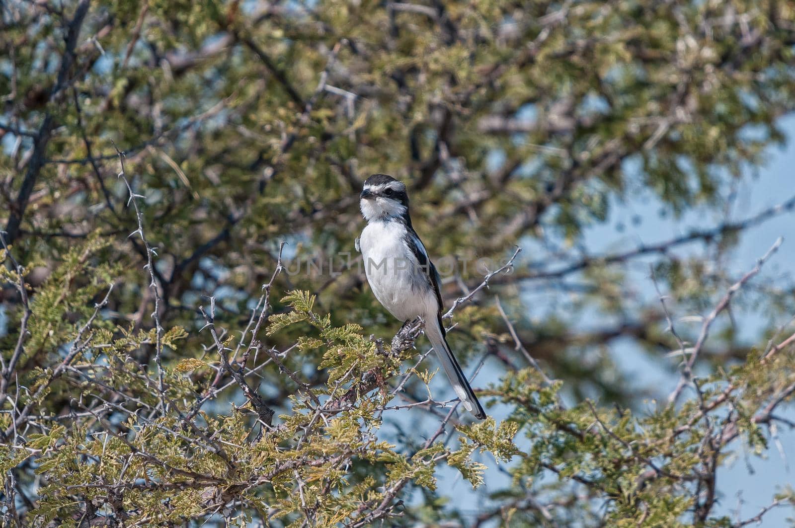 A Common Fiscal, Lanius collaris, in a tree in northern Namibia