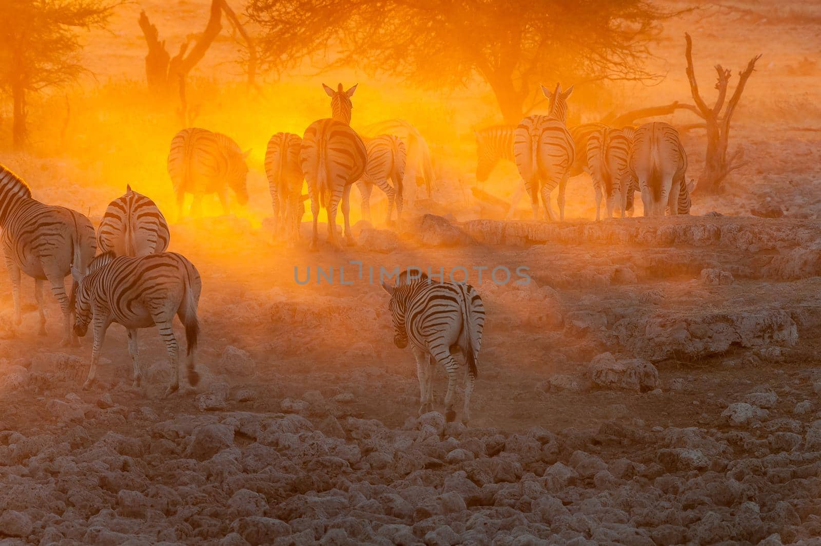 Burchells zebras, Equus quagga burchellii, walking into the sunset in northern Namibia