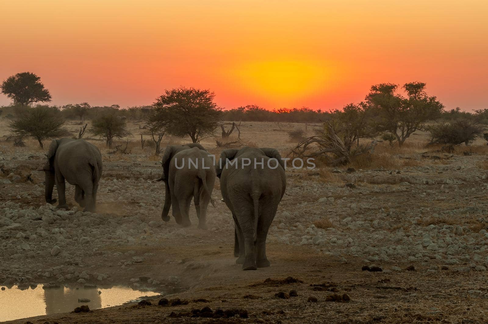 African elephants with sunset backdrop at the Okaukeujo waterhole in northern Namibia