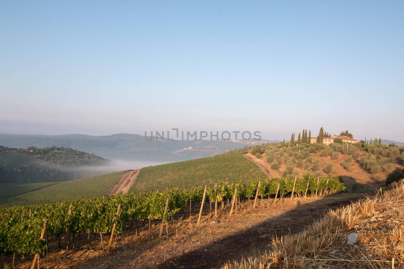 Beautiful scenery of a vine farm in Tuscany, grapevine in the evening sun