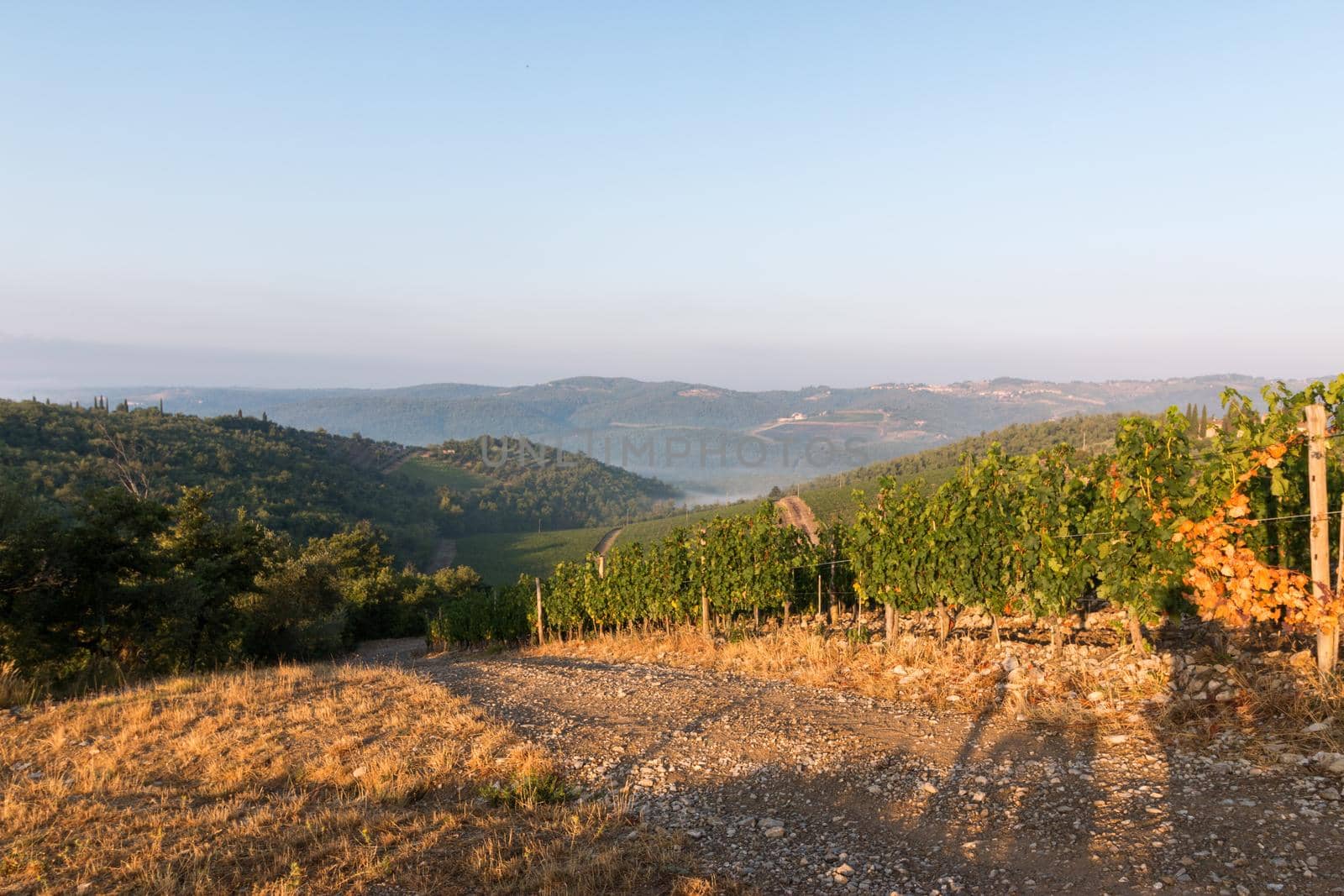 Beautiful scenery of a vine farm in Tuscany, grapevine in the evening sun