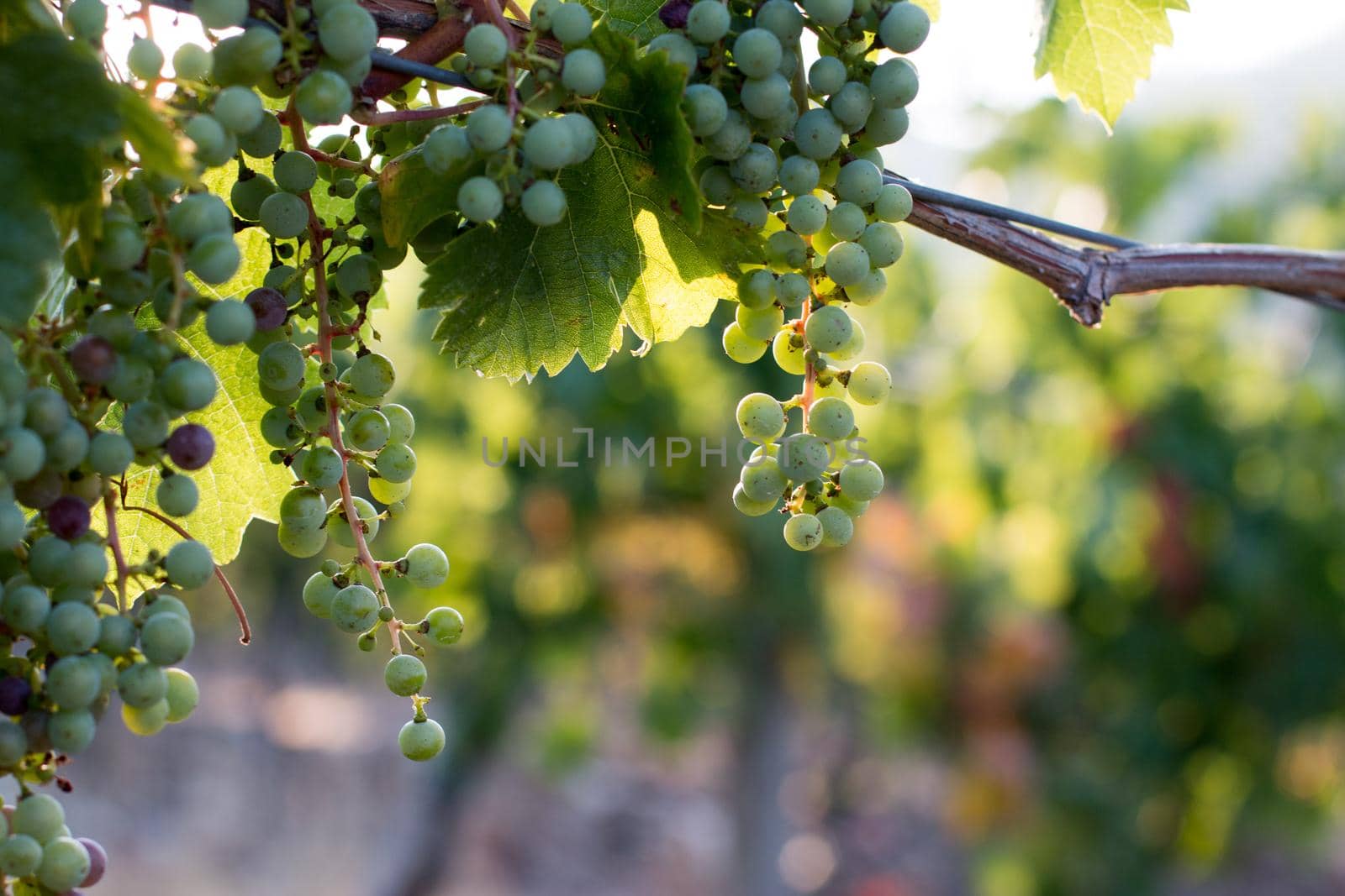 Green vine grapes on a farm, evening sun, Tuscany