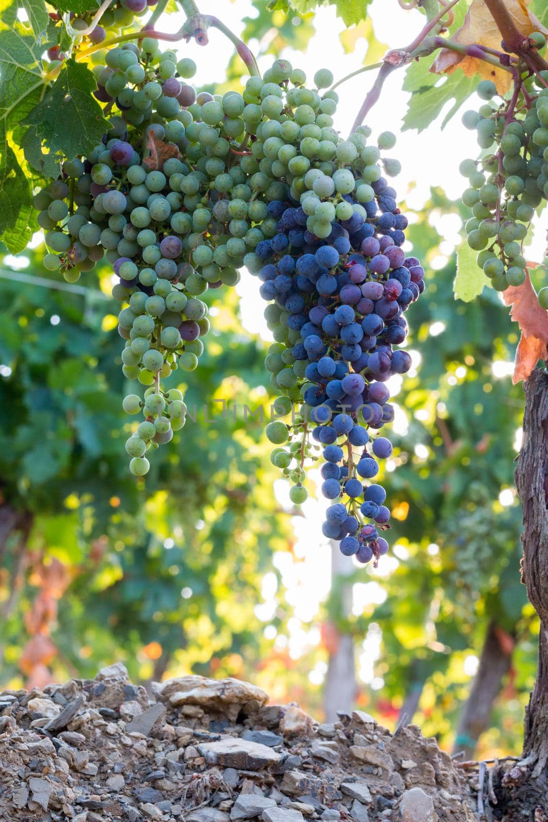 Blue and green vine grapes on a farm, evening sun, Tuscany