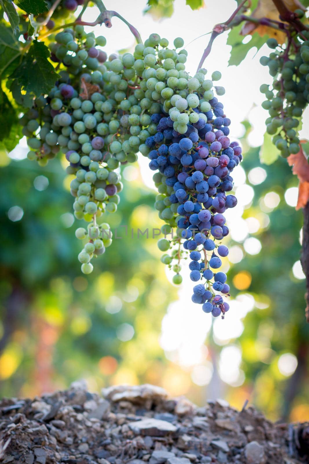 Blue and green vine grapes on a farm, evening sun, Tuscany