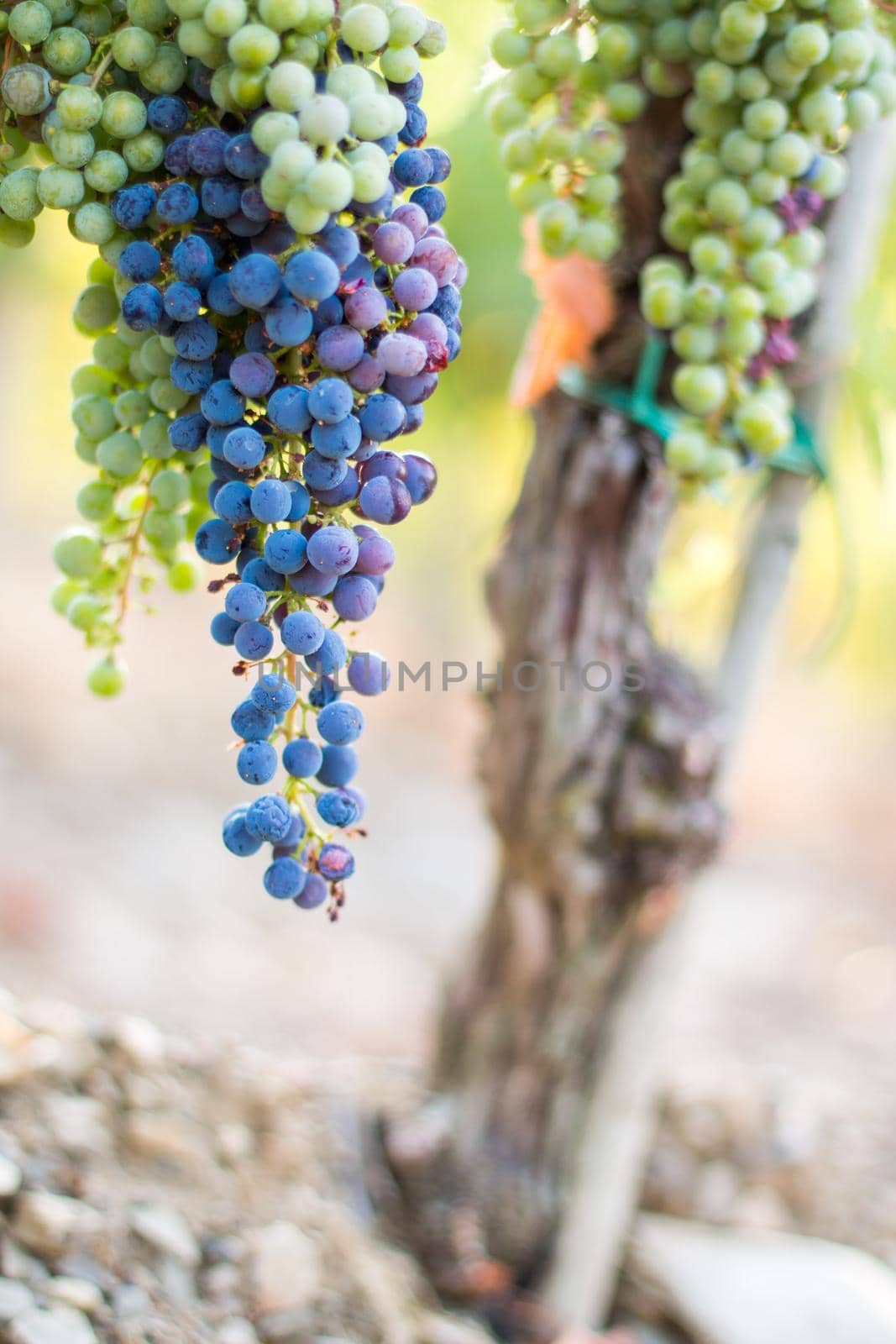 Blue and green vine grapes on a farm, evening sun, Tuscany