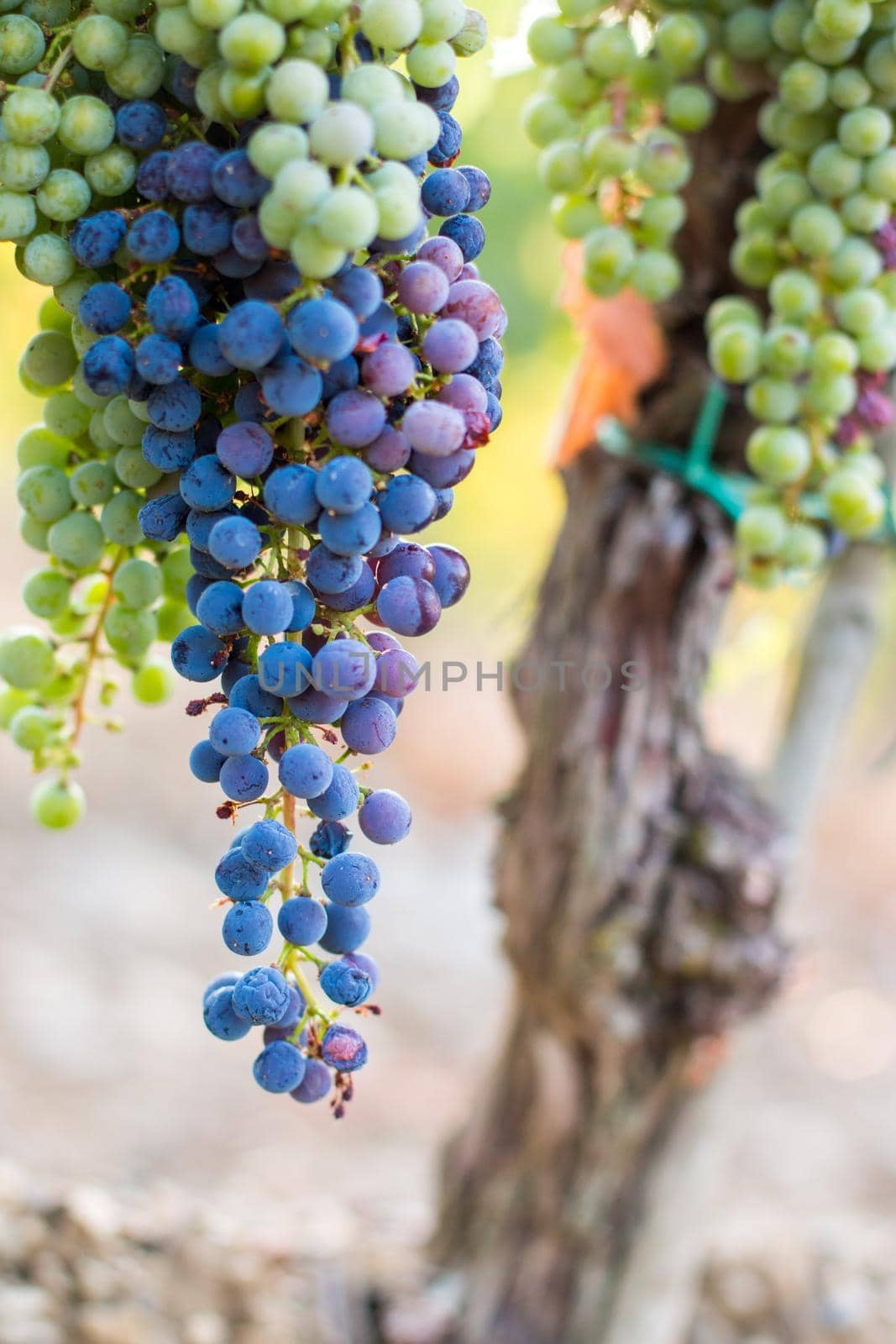 Blue and green vine grapes on a farm, evening sun, Tuscany