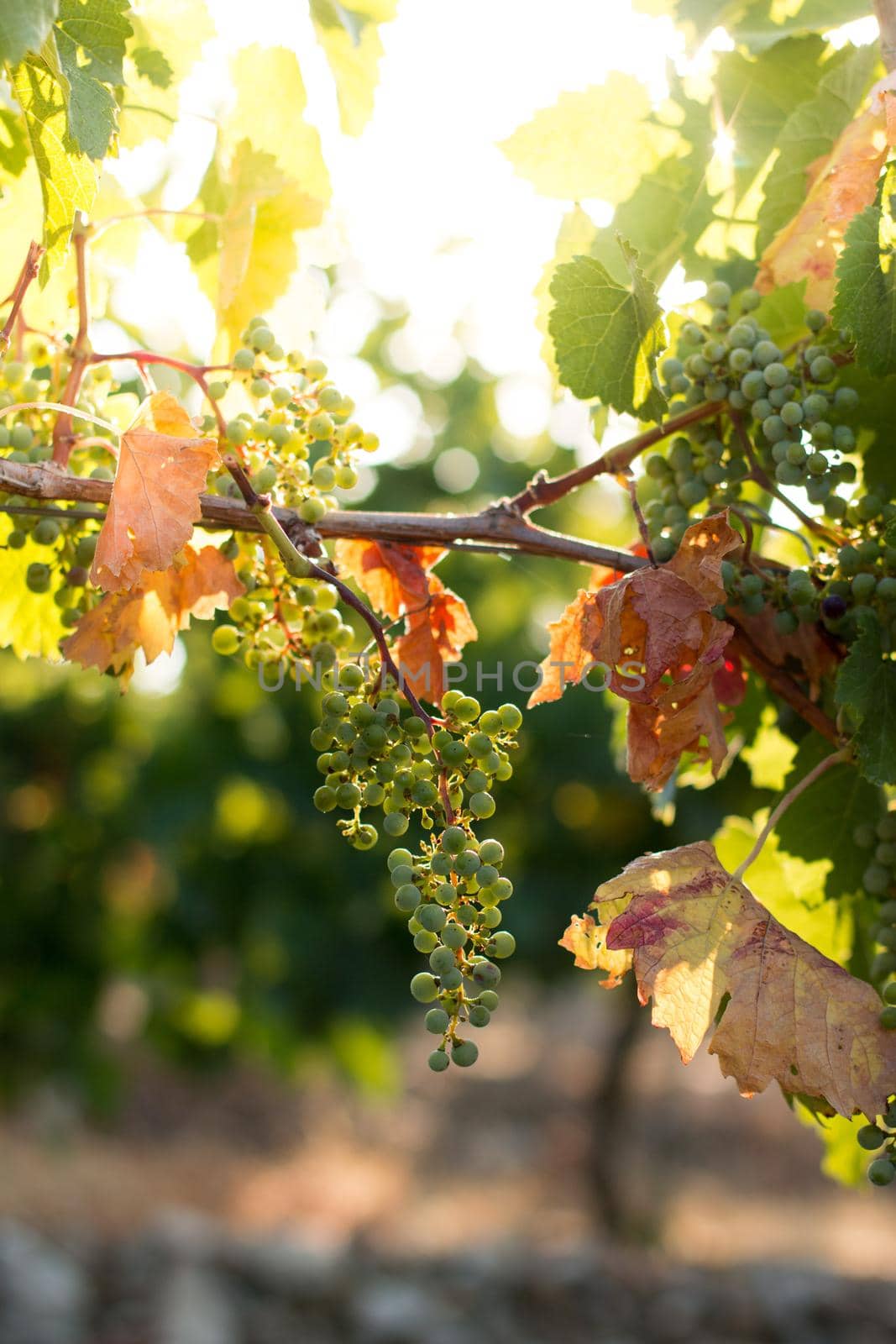 Green vine grapes on a farm, evening sun, Tuscany