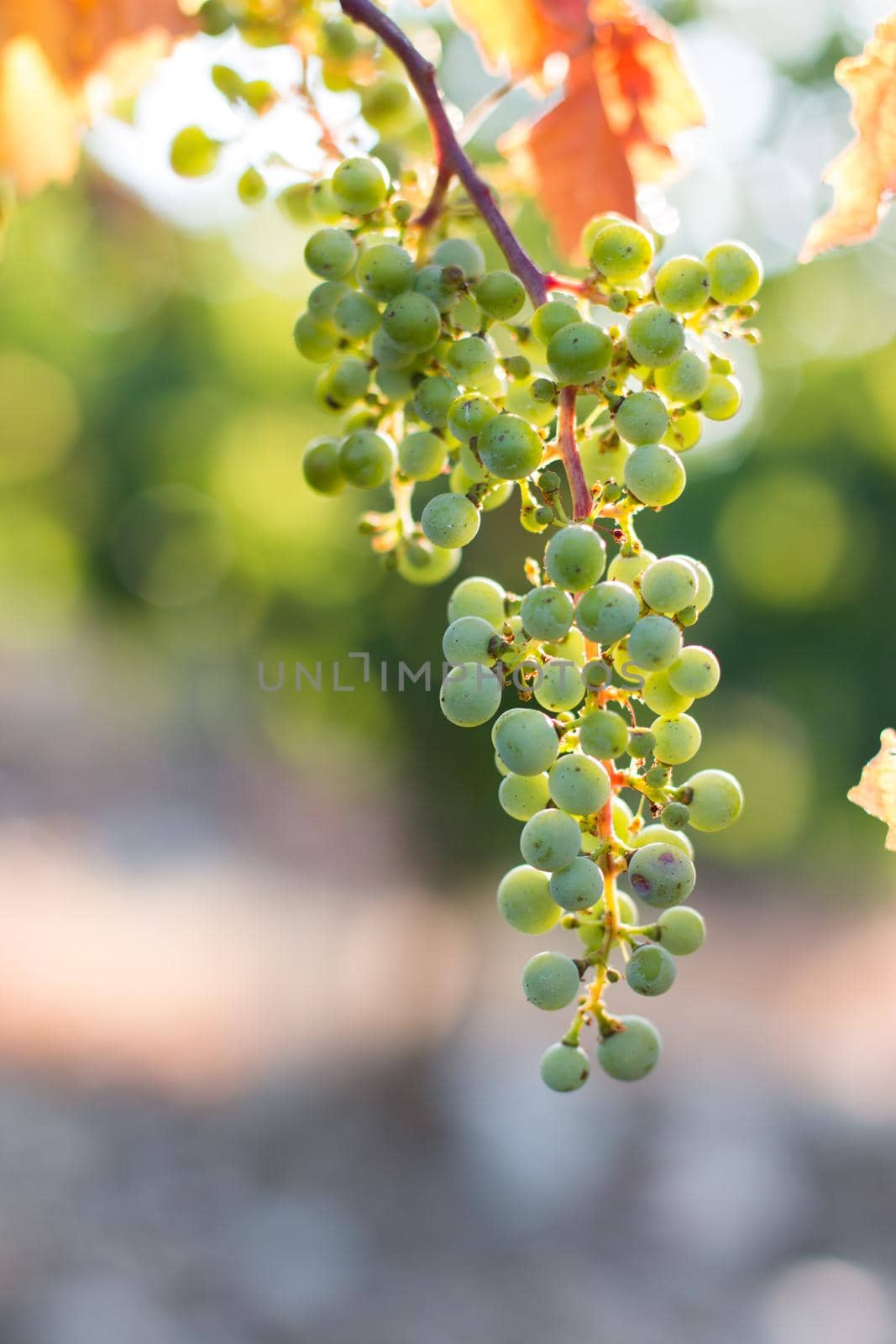 Green vine grapes on a farm, evening sun, Tuscany