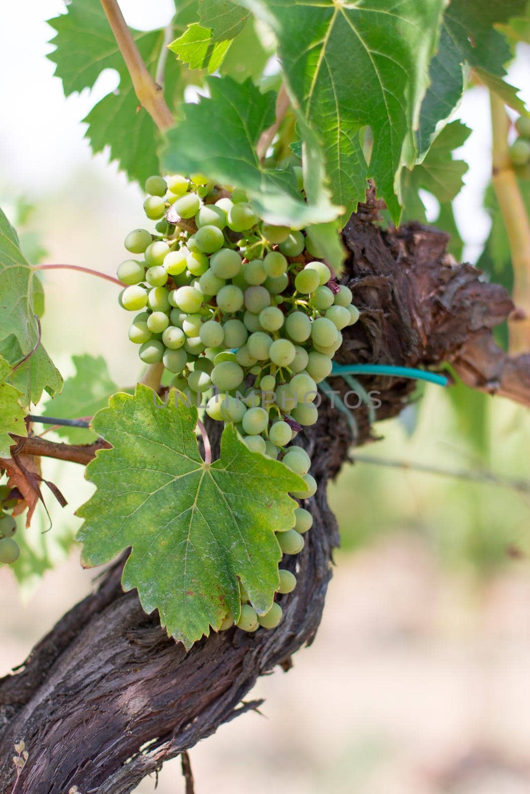 Blue and green vine grapes on a farm, evening sun, Tuscany