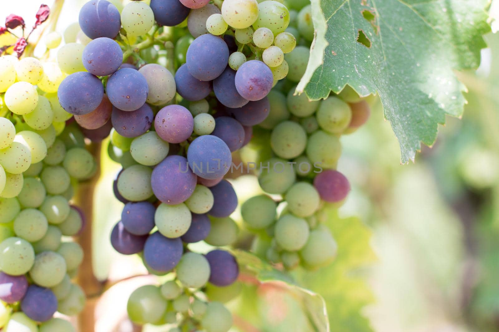 Blue and green vine grapes on a farm, evening sun, Tuscany