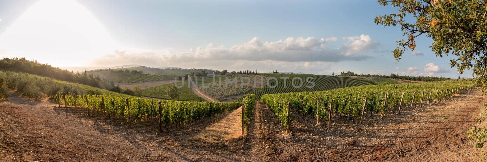 Vineyards with grapevine and winery along wine road in the evening, Tuscany, Italy by Daxenbichler