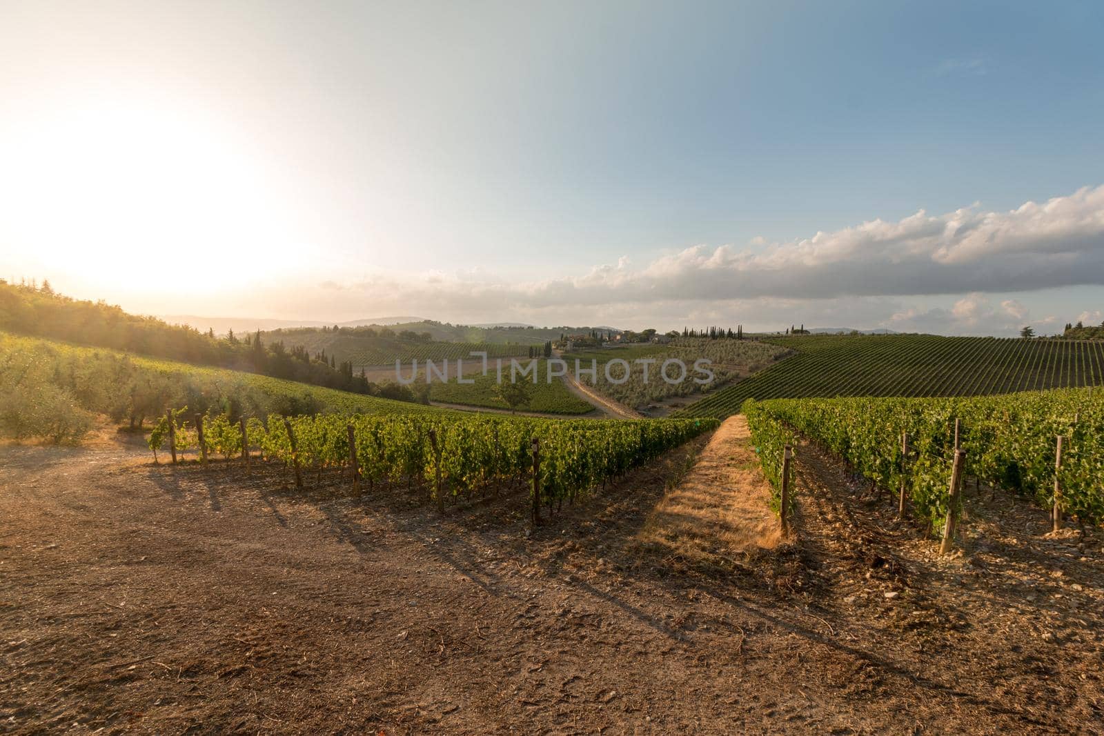 Vineyards with grapevine and winery along wine road in the evening, Tuscany, Italy by Daxenbichler