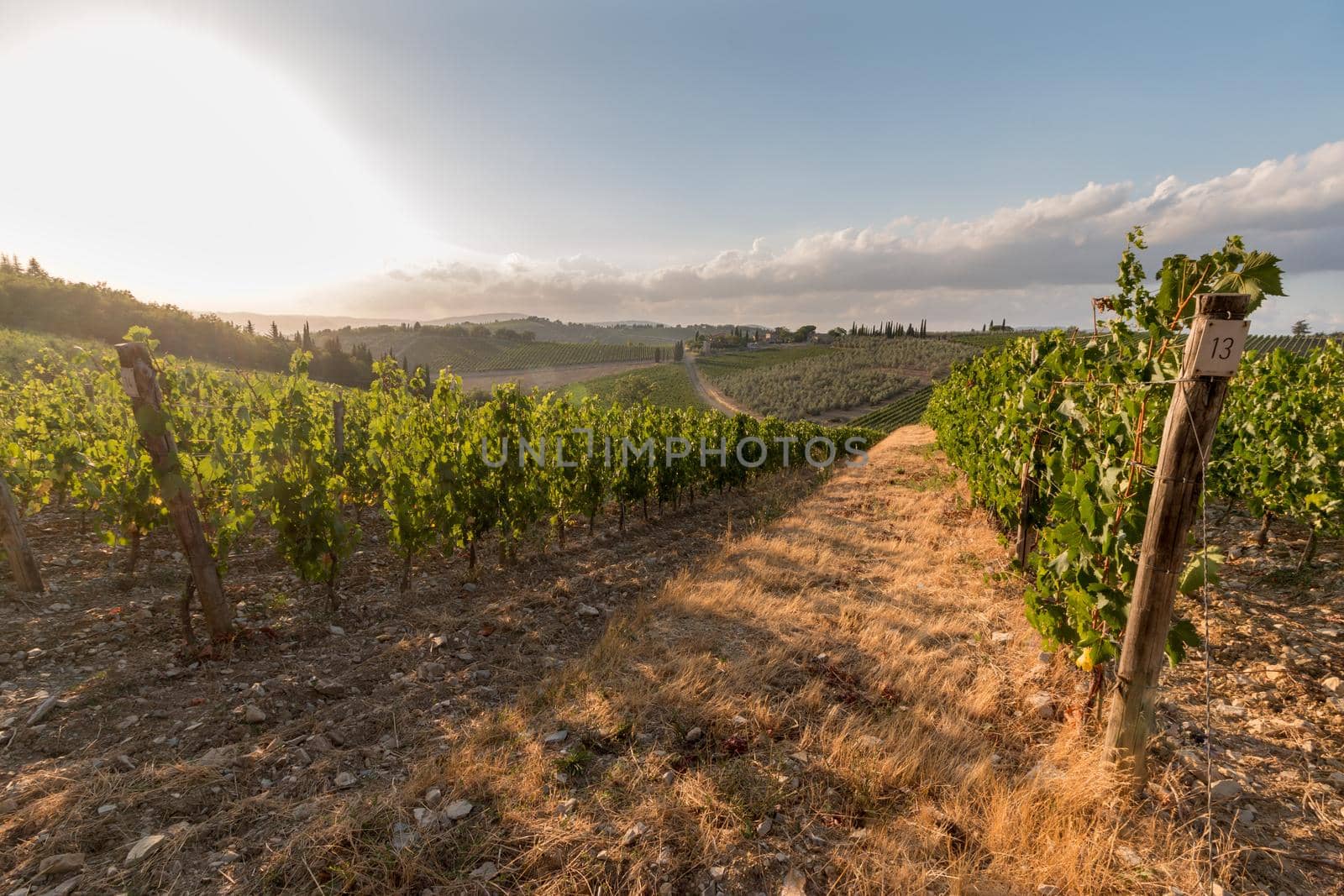 Beautiful scenery of a vine farm in Tuscany, grapevine in the evening sun