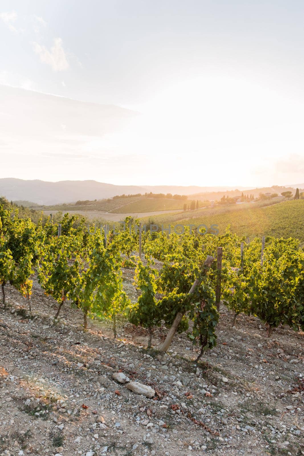 Beautiful scenery of a vine farm in Tuscany, grapevine in the evening sun