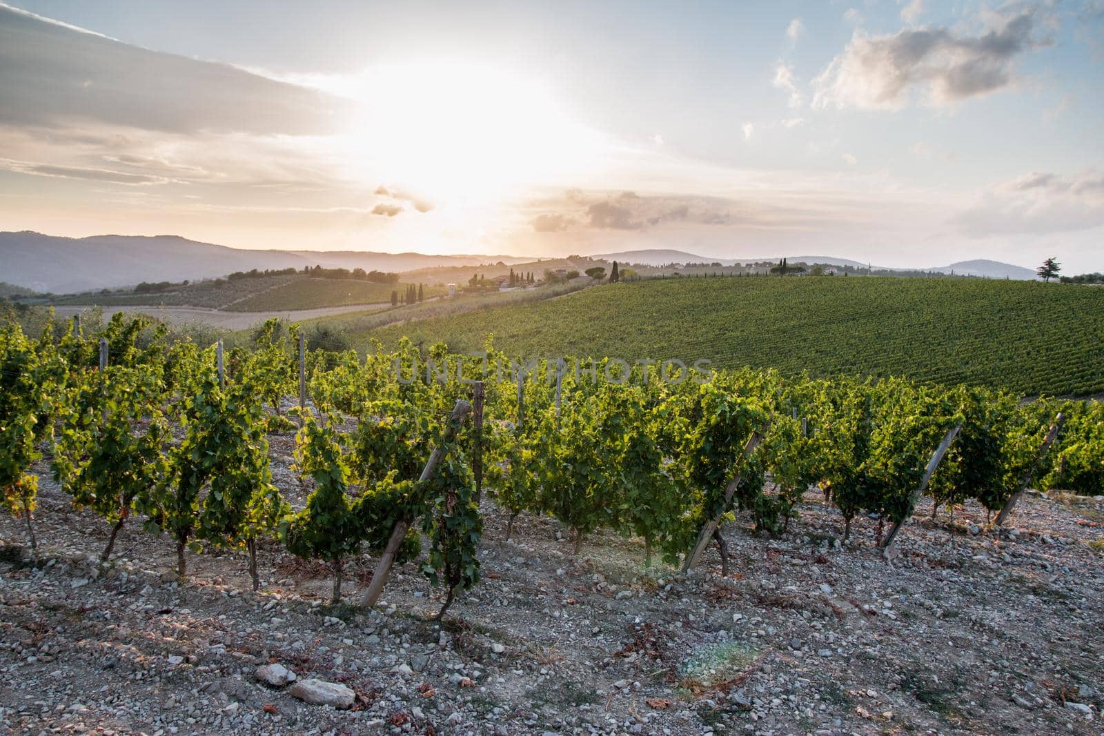 Beautiful scenery of a vine farm in Tuscany, grapevine in the evening sun