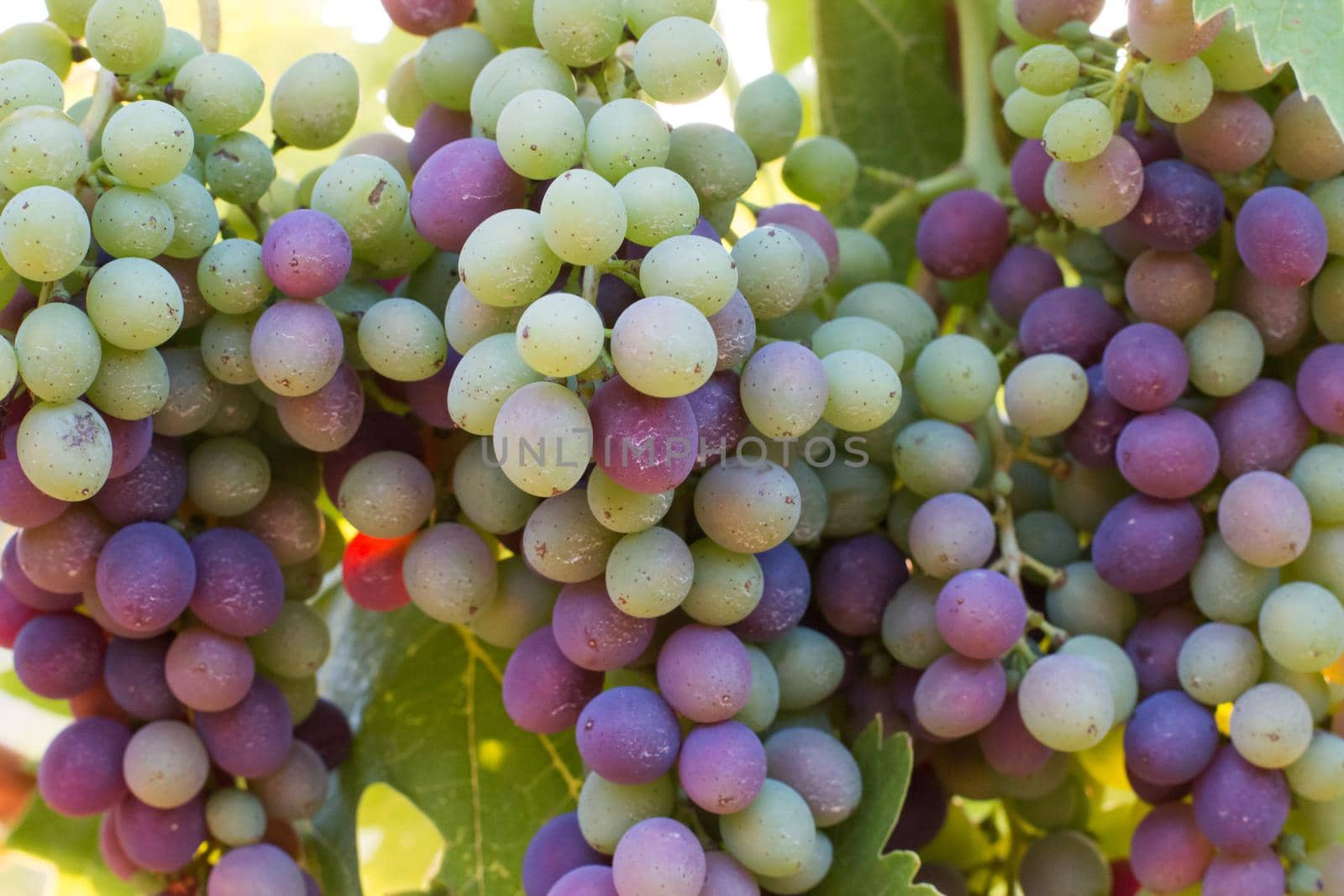 Ripe Vine grapes on a farm, Tuscany, Italy by Daxenbichler