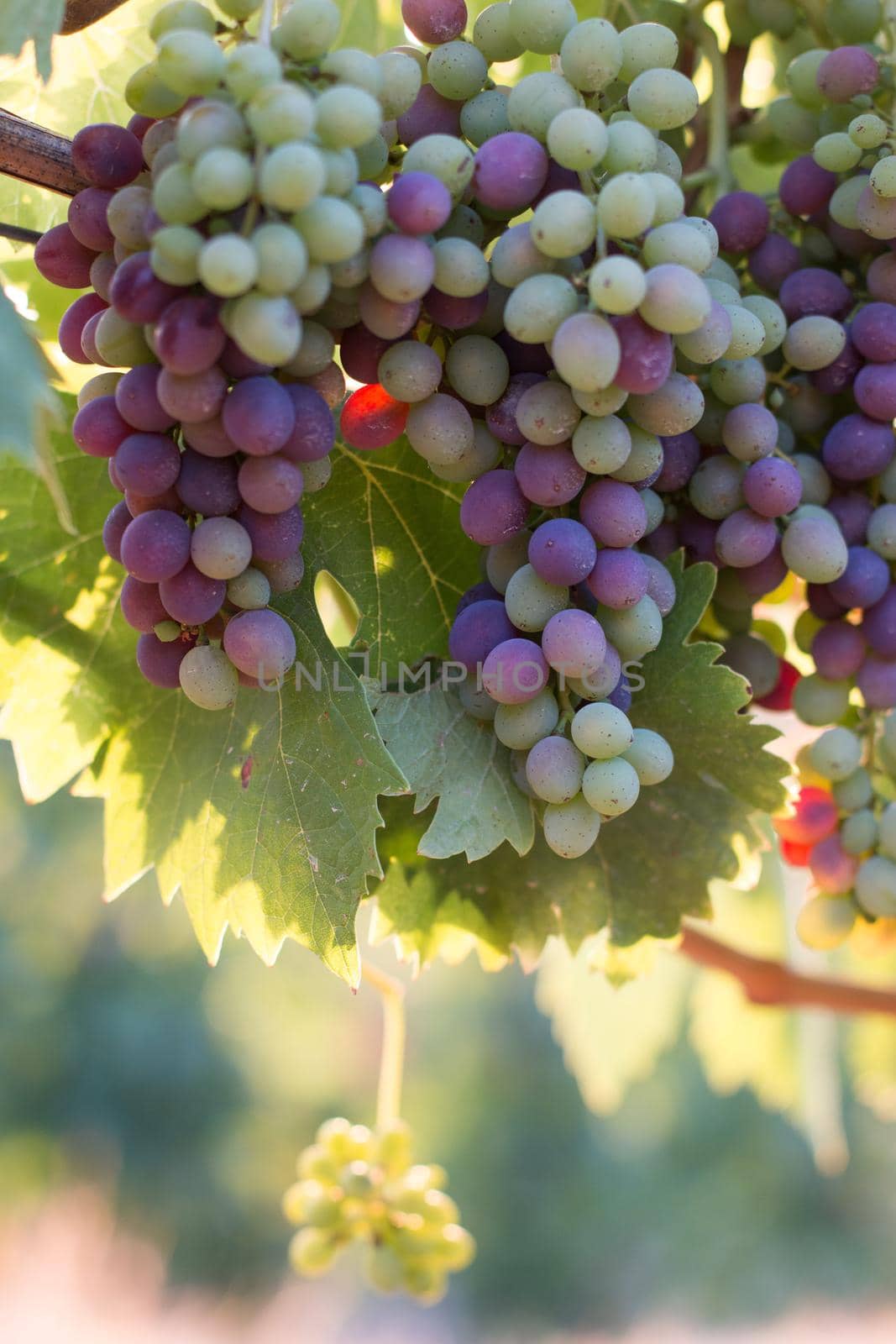 Ripe Vine grapes on a farm, Tuscany, Italy by Daxenbichler