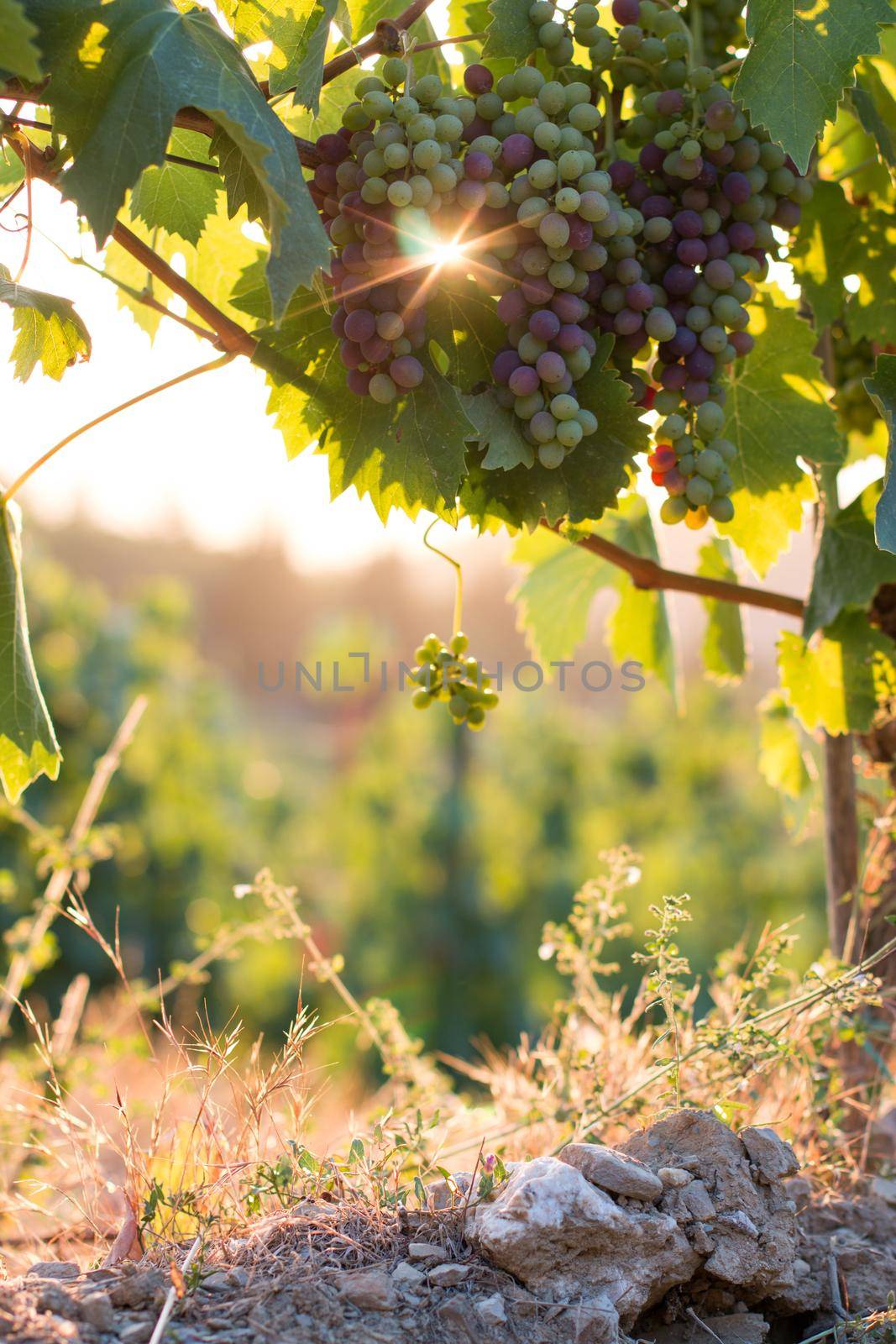 Blue and green vine grapes on a farm, evening sun, Tuscany