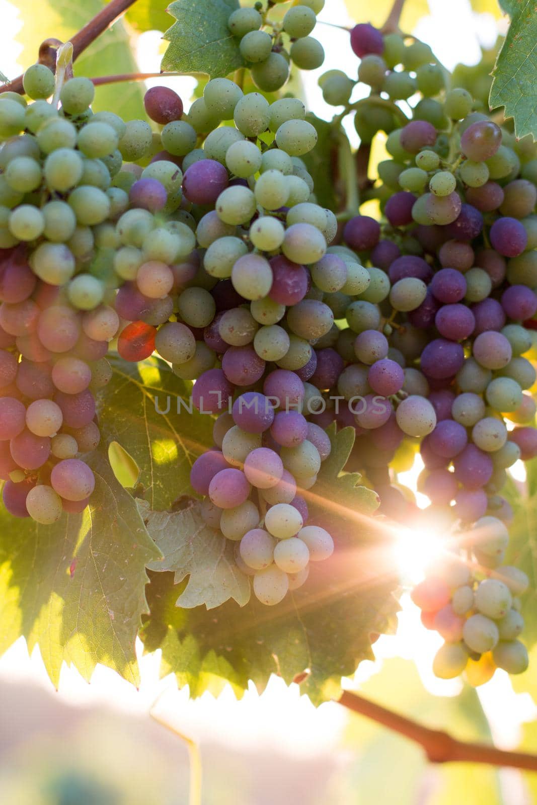 Ripe Vine grapes on a farm, Tuscany, Italy by Daxenbichler