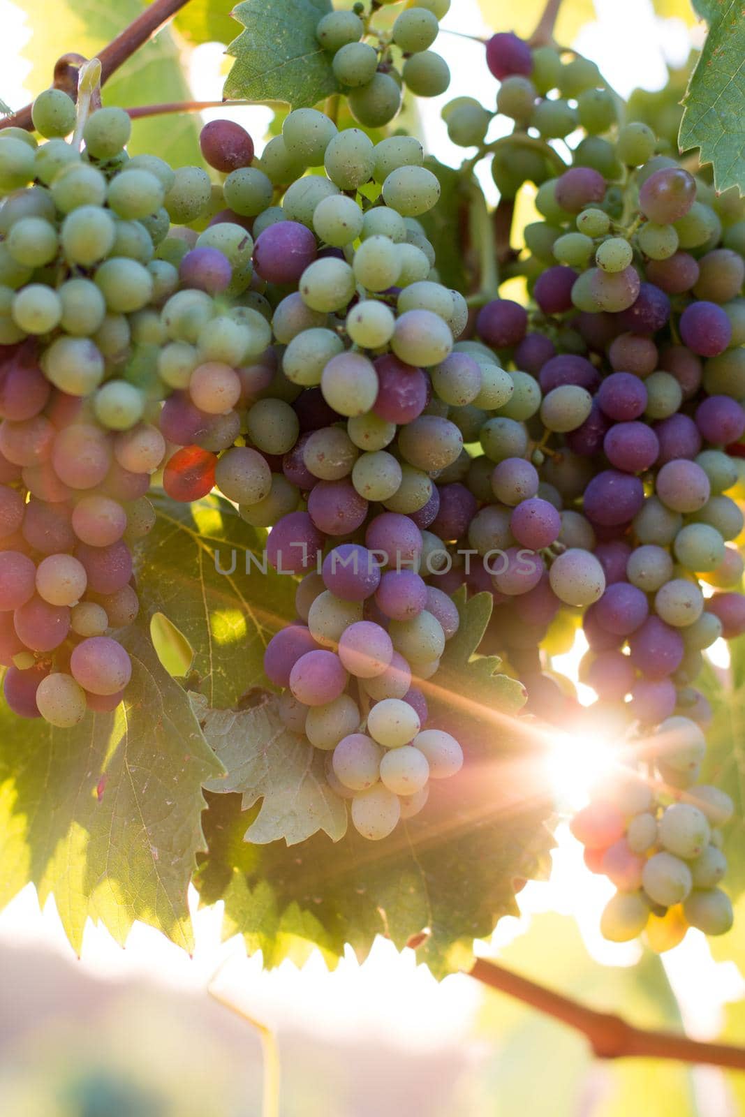 Blue and green vine grapes on a farm, evening sun, Tuscany