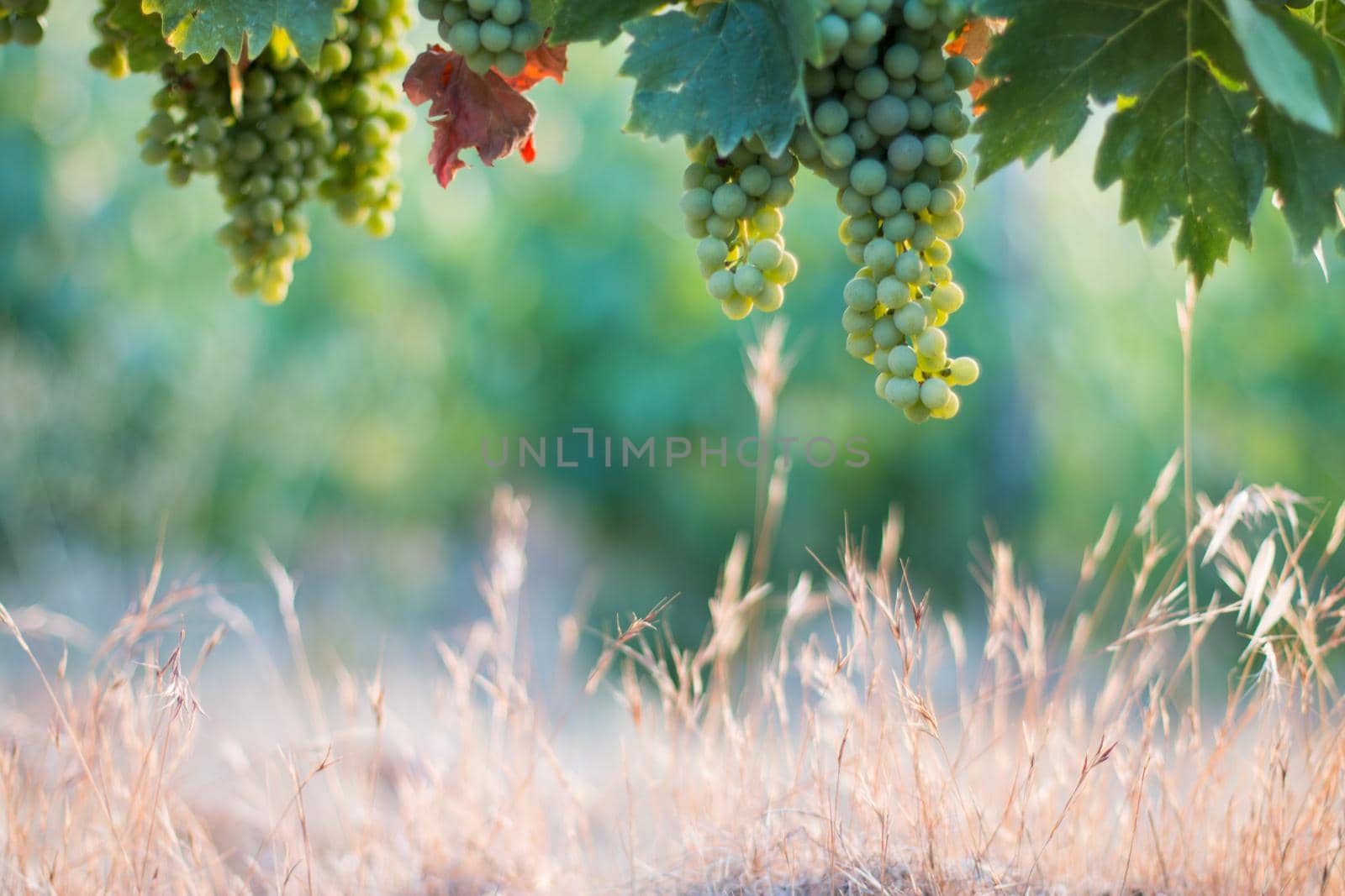 Blue and green vine grapes on a farm, evening sun, Tuscany