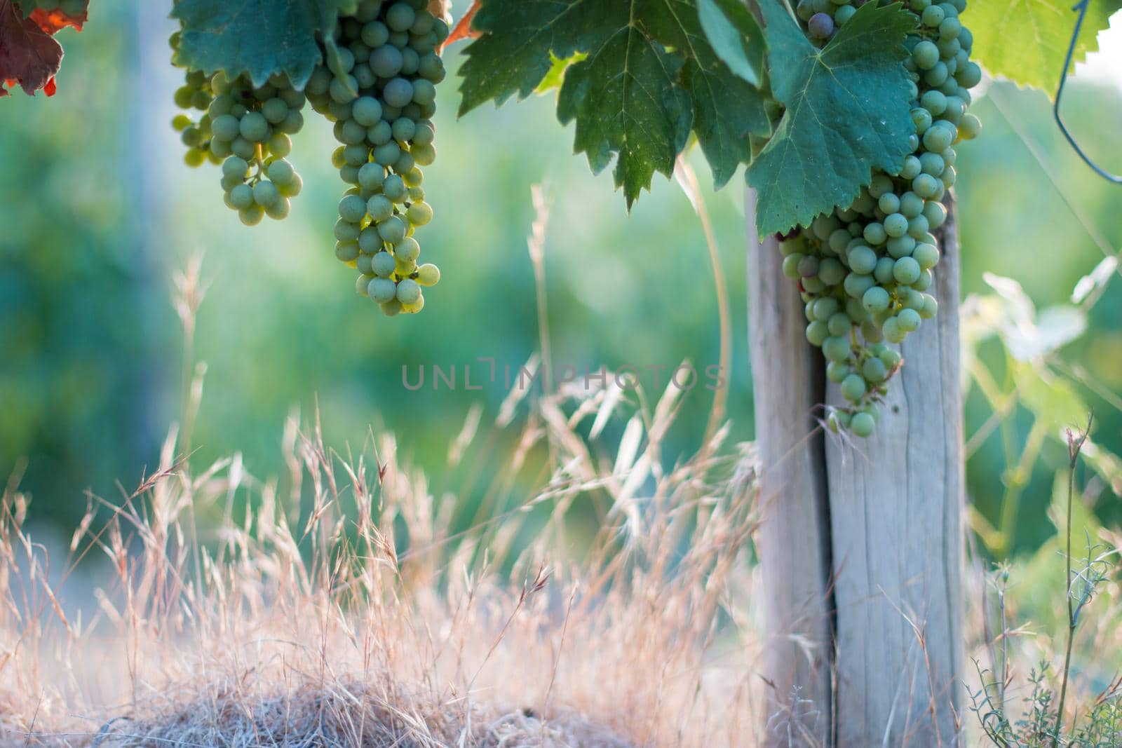 Ripe Vine grapes on a farm, straw and copy space. Tuscany, Italy by Daxenbichler