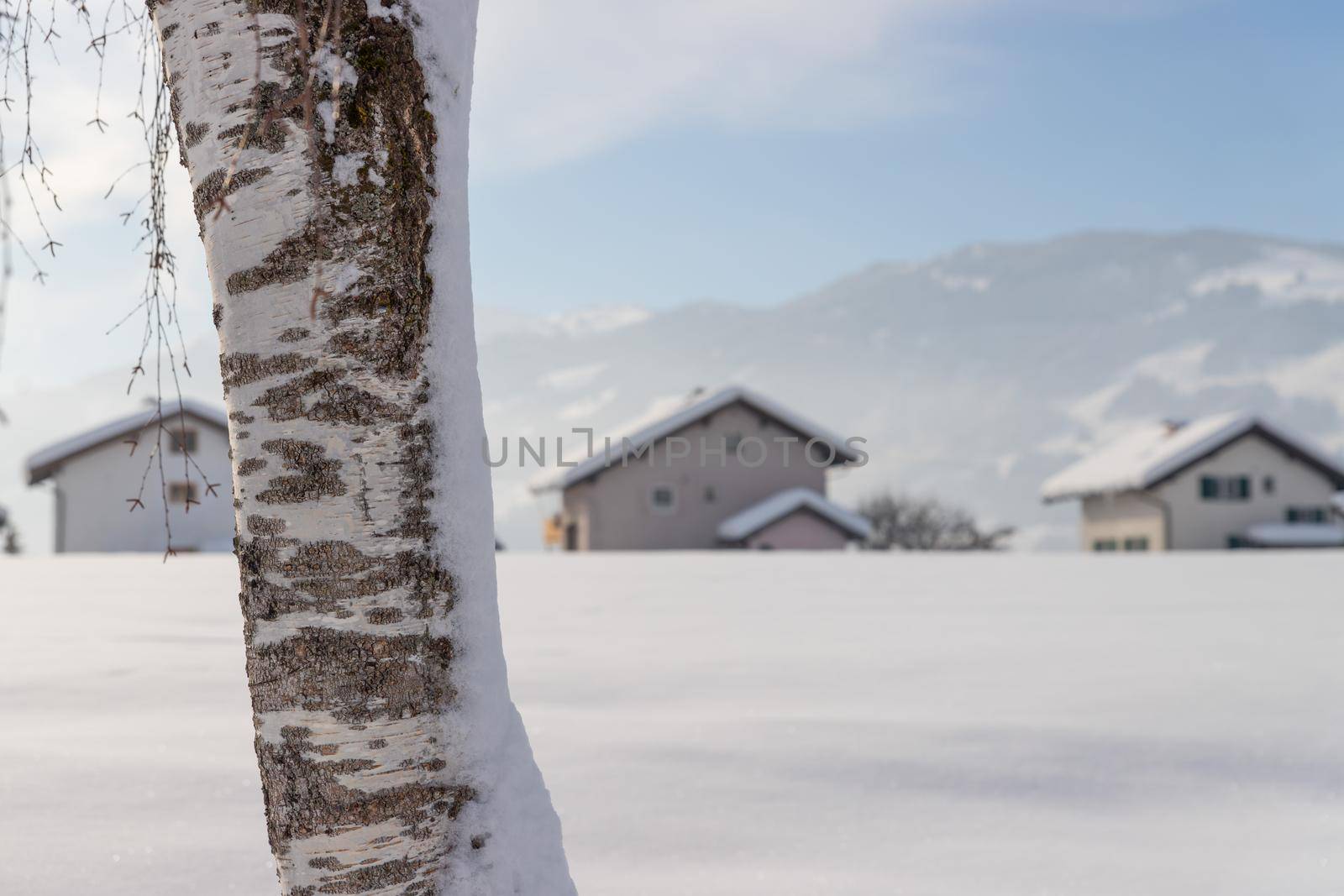Winter landscape: Snowy trunk of a birch on a field, wintertime, blurry houses in the background