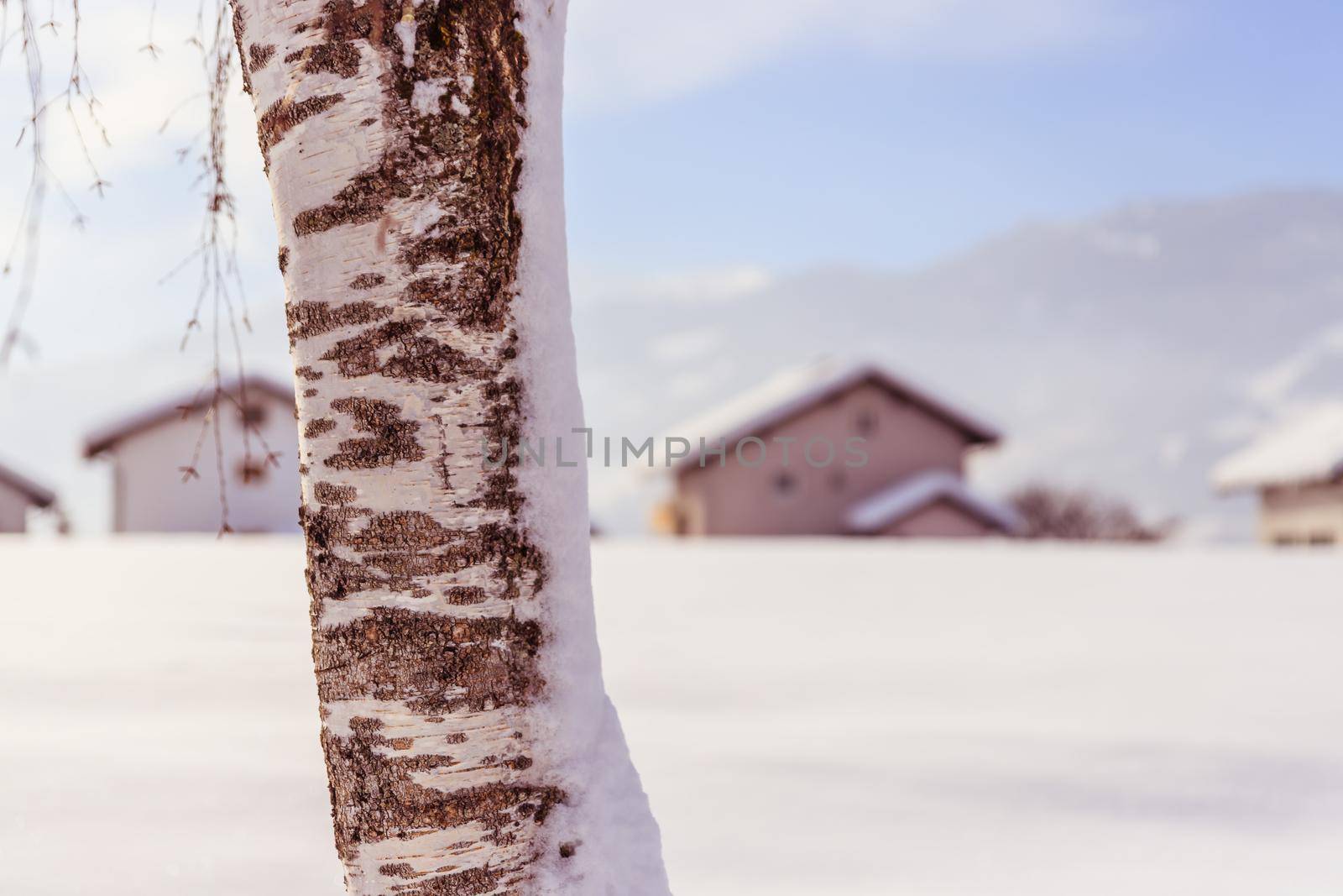 Winter landscape: Snowy trunk of a birch on a field, wintertime, blurry houses in the background