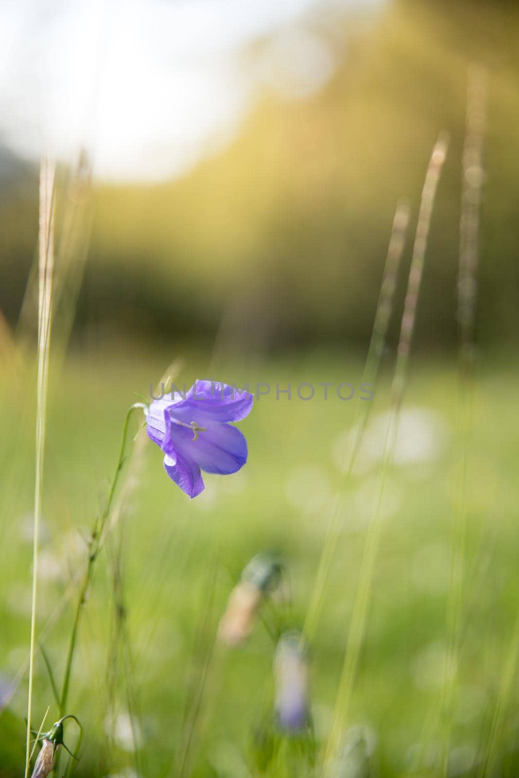 Colorful wildflowers in spring, close up picture