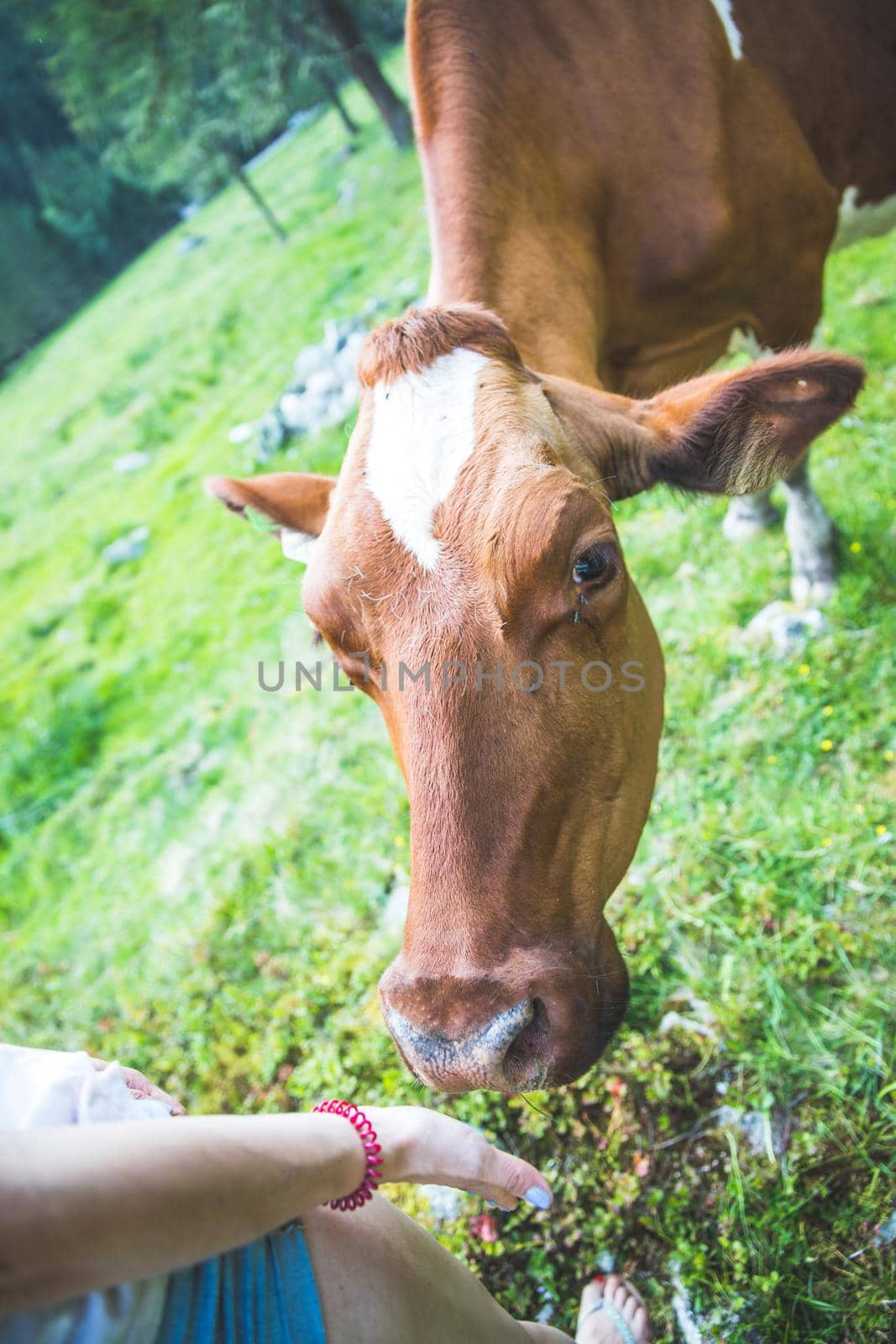 Cow is getting feed at an idyllic meadow in the European alps, Austria