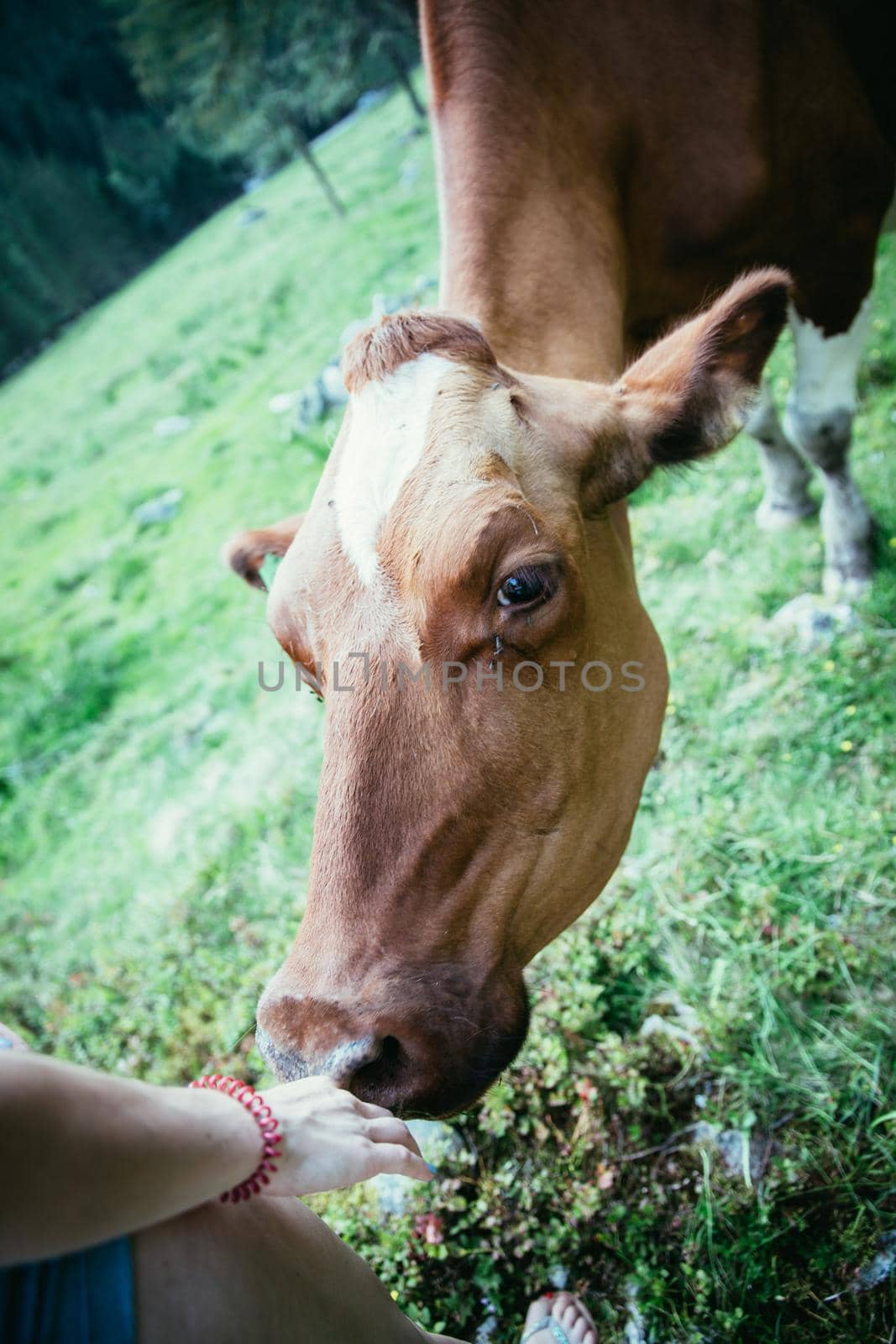 Cow is getting feed at an idyllic meadow in the European alps, Austria